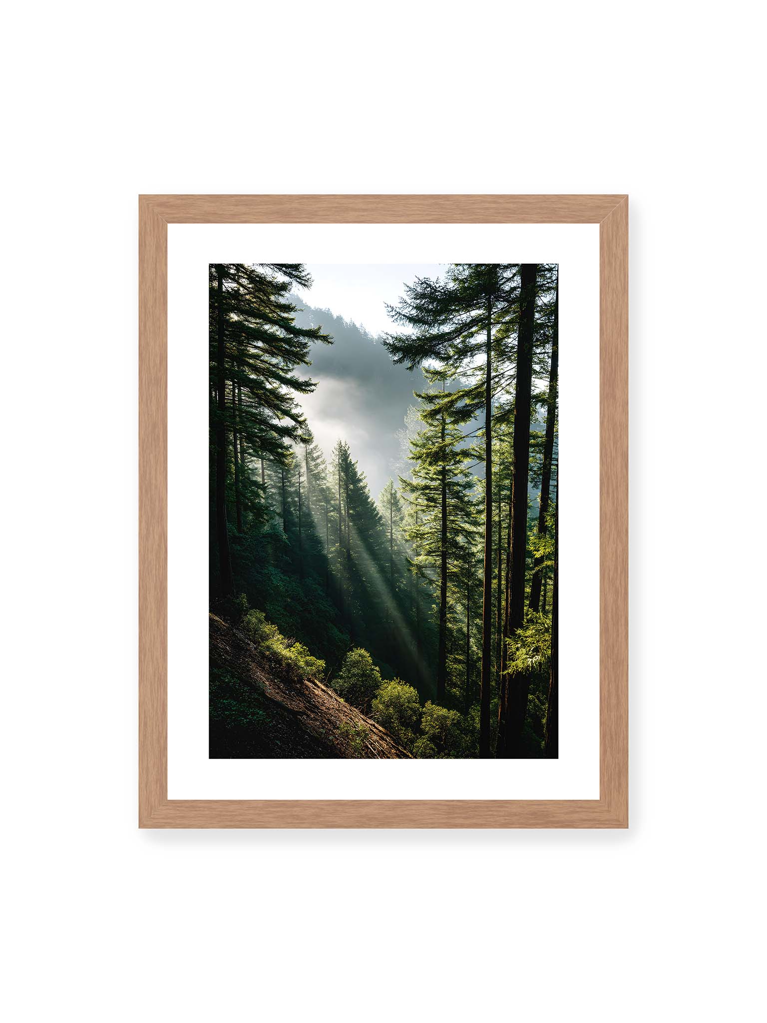 30x40 cm, weißer Galerie-Rand, Eichenrahmen – Sonnenstrahlen durchbrechen den Nebel eines Waldes und erleuchten den Boden mit magischen Lichtflecken.