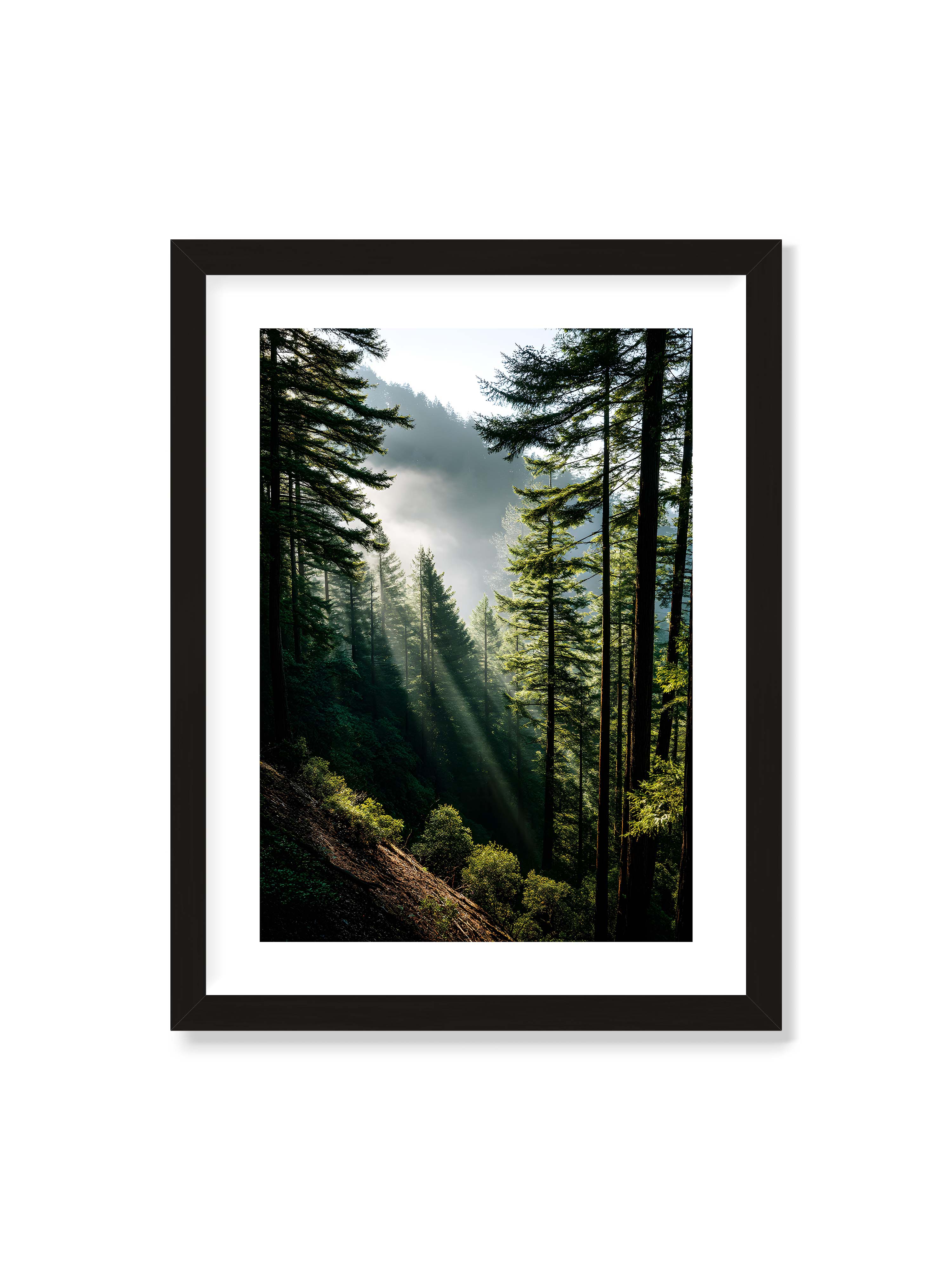 30x40 cm mit weißem Galerie-Rand mit schwarzem Rahmen – Sonnenstrahlen durchbrechen den Nebel eines Waldes und erleuchten den Boden mit magischen Lichtflecken.