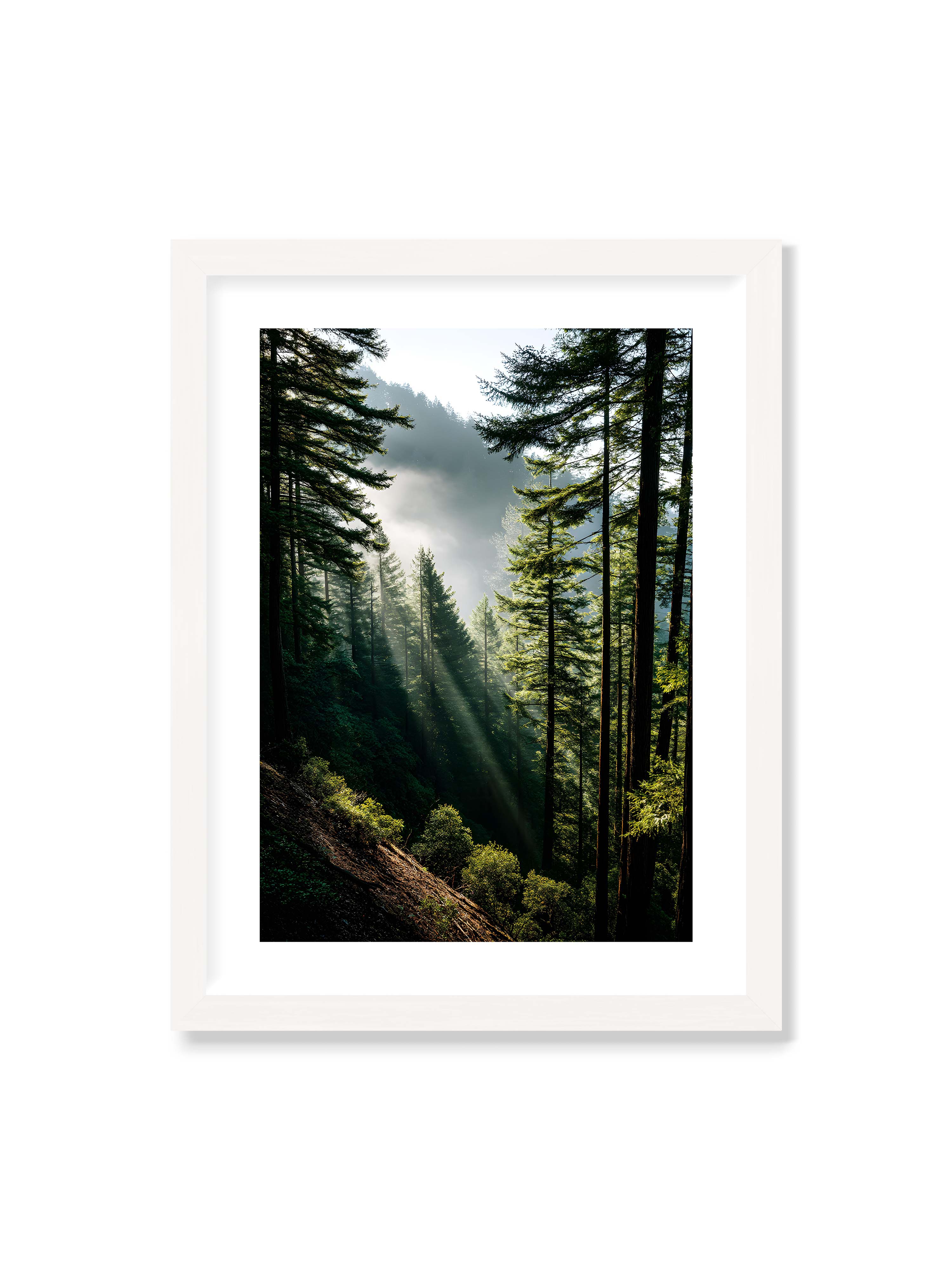 30x40 cm mit weißem Galerie-Rand mit weißem Rahmen – Sonnenstrahlen durchbrechen den Nebel eines Waldes und erleuchten den Boden mit magischen Lichtflecken.