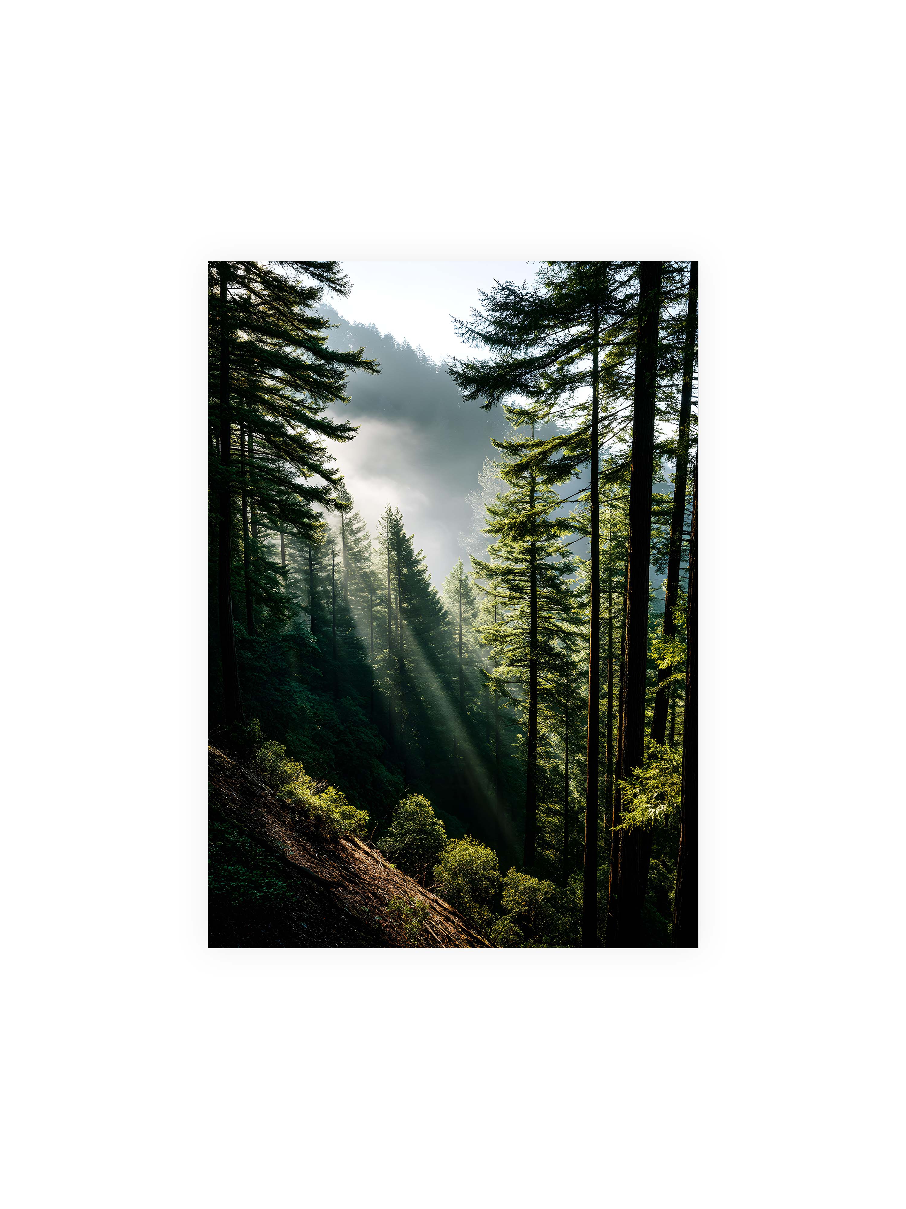 50x70 cm ohne Galerie-Rand ohne Rahmen – Sonnenstrahlen durchbrechen den Nebel eines Waldes und erleuchten den Boden mit magischen Lichtflecken.