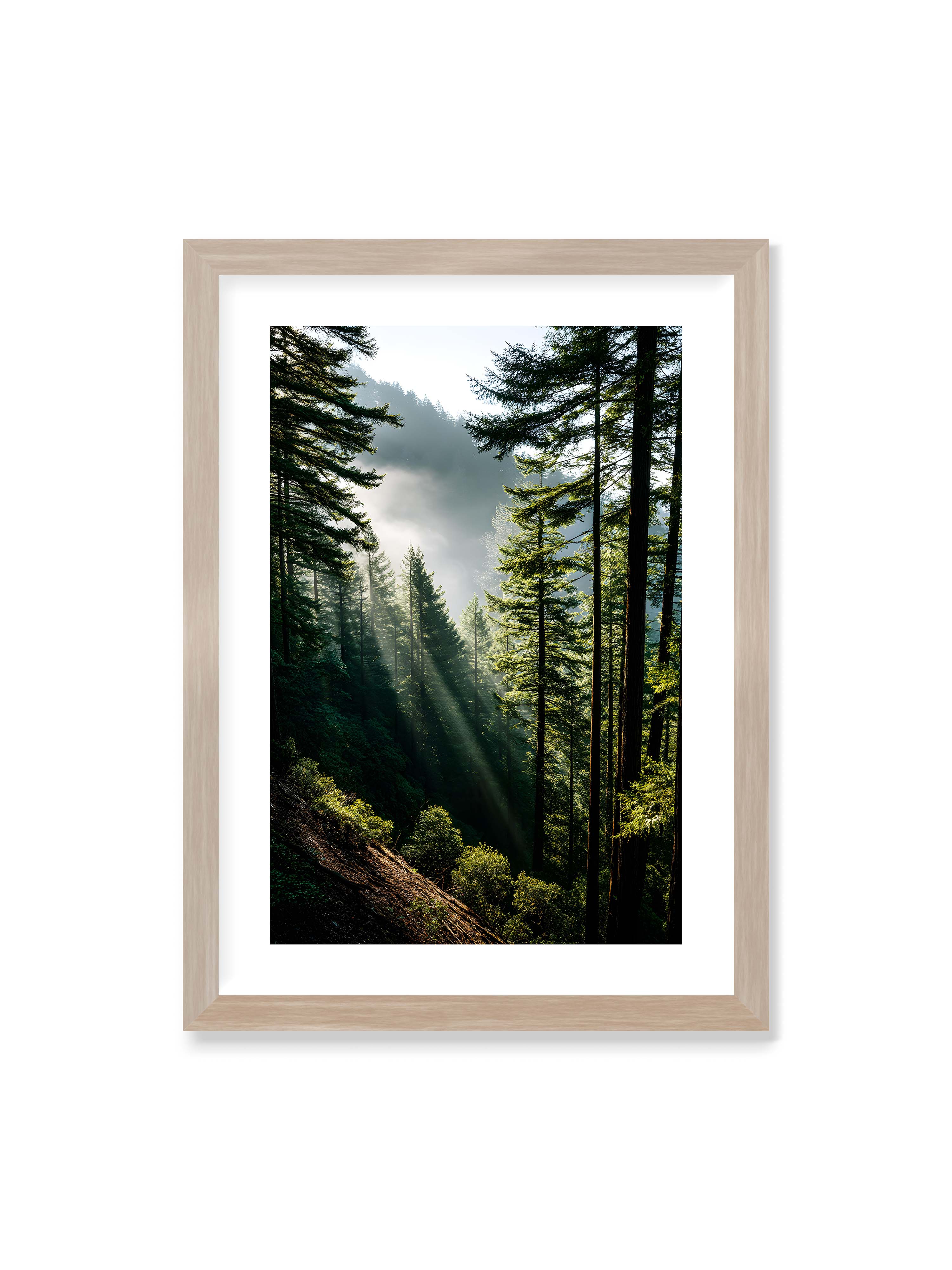 50x70 cm mit weißem Galerie-Rand im Eichenrahmen – Sonnenstrahlen durchbrechen den Nebel eines Waldes und erleuchten den Boden mit magischen Lichtflecken.