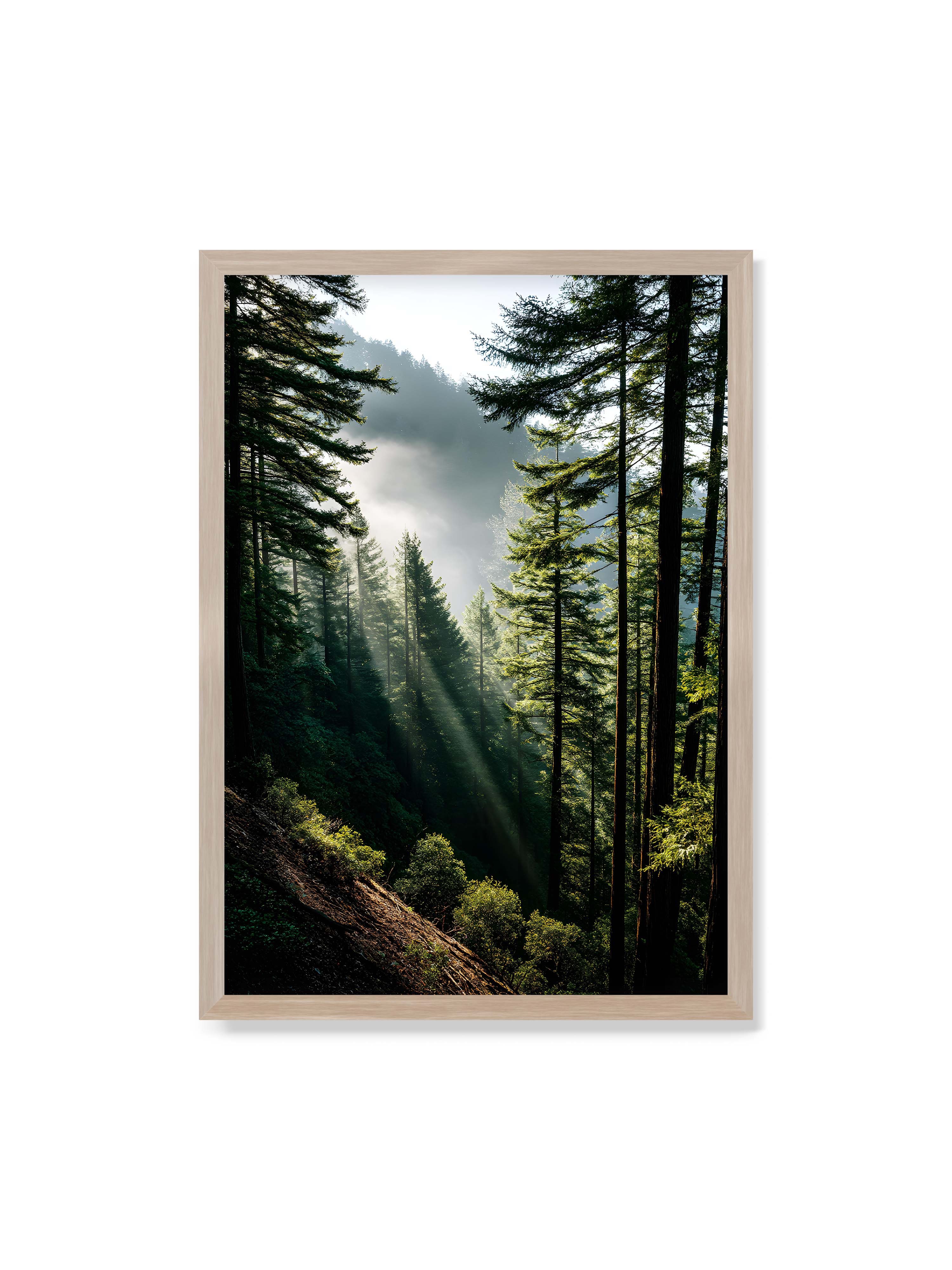 70x100 cm ohne Galerie-Rand im Eichenrahmen – Sonnenstrahlen durchbrechen den Nebel eines Waldes und erleuchten den Boden mit magischen Lichtflecken.