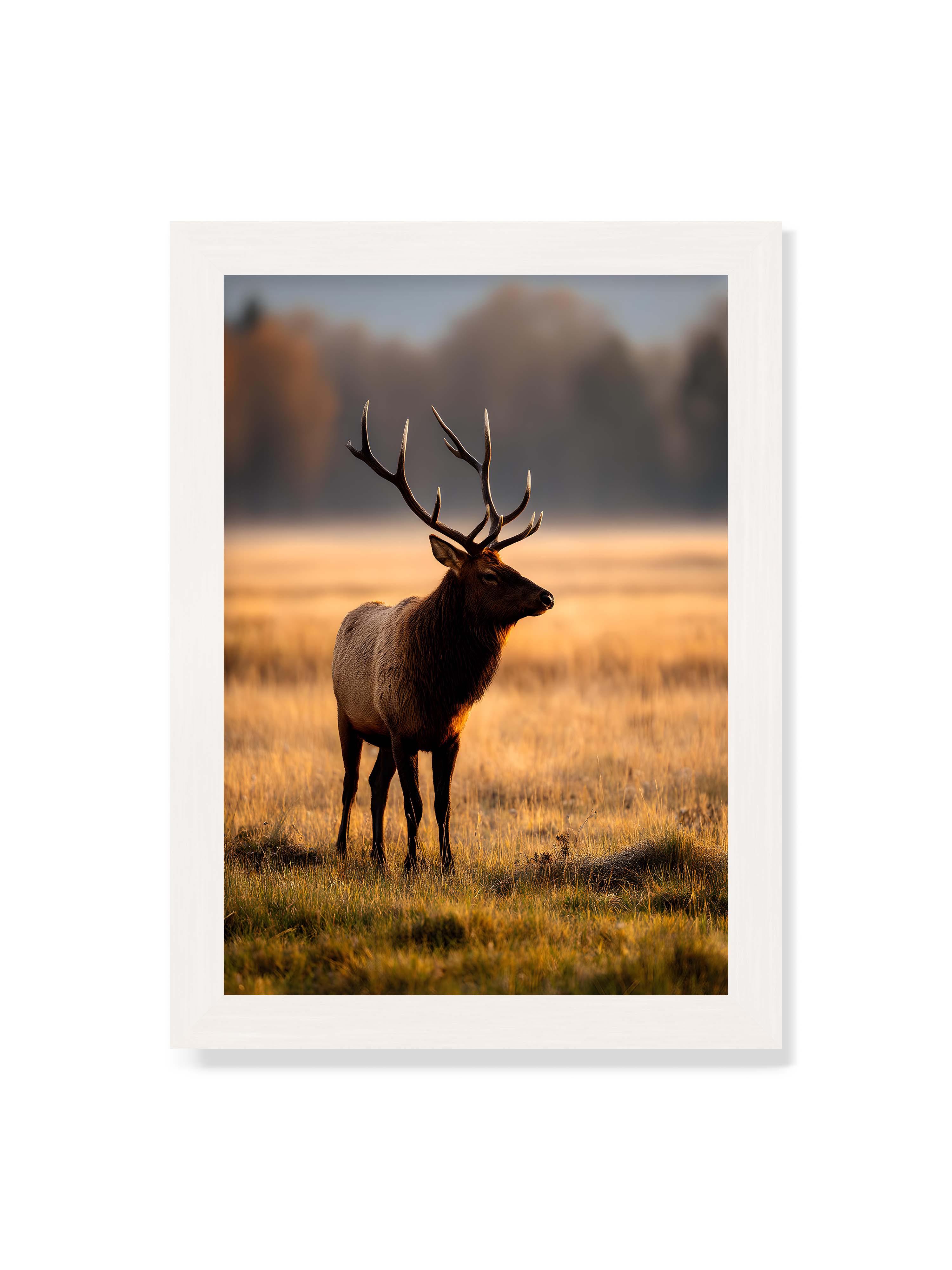 21x30 cm ohne Galerie-Rand mit weißem Rahmen – Majestätischer Hirsch mit prächtigen Geweihen im goldenen Licht einer Wiese.