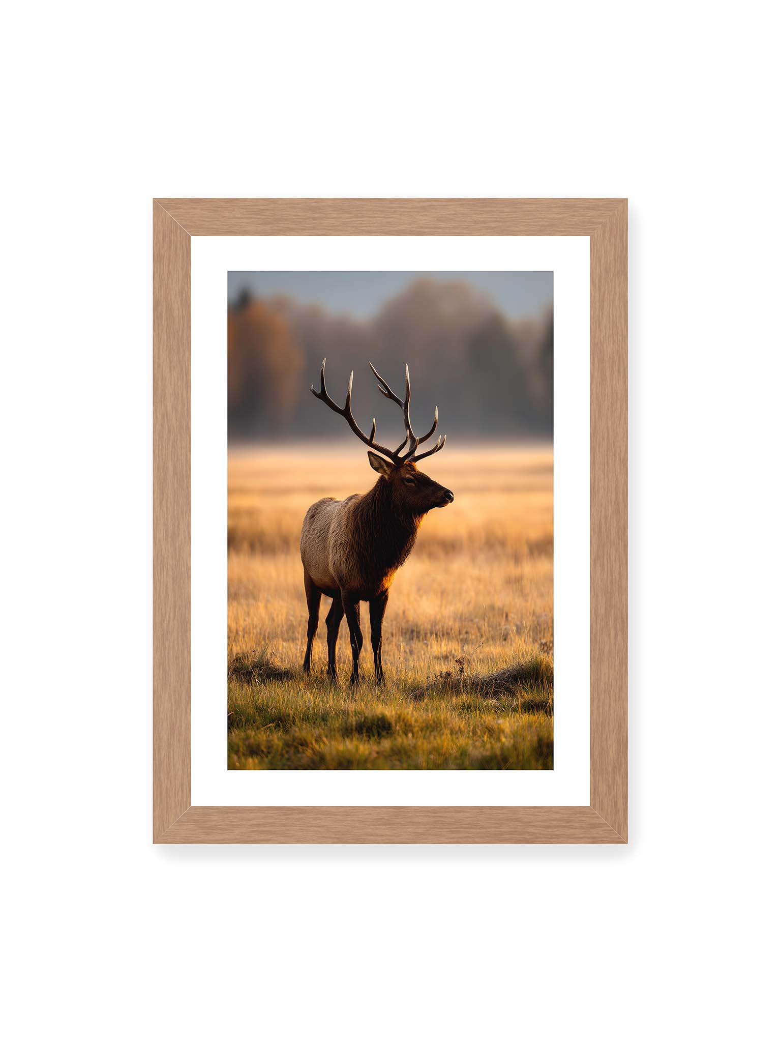 21x30 cm, weißer Galerie-Rand, Eichenrahmen – Majestätischer Hirsch mit prächtigem Geweih im goldenen Licht einer Wiese.