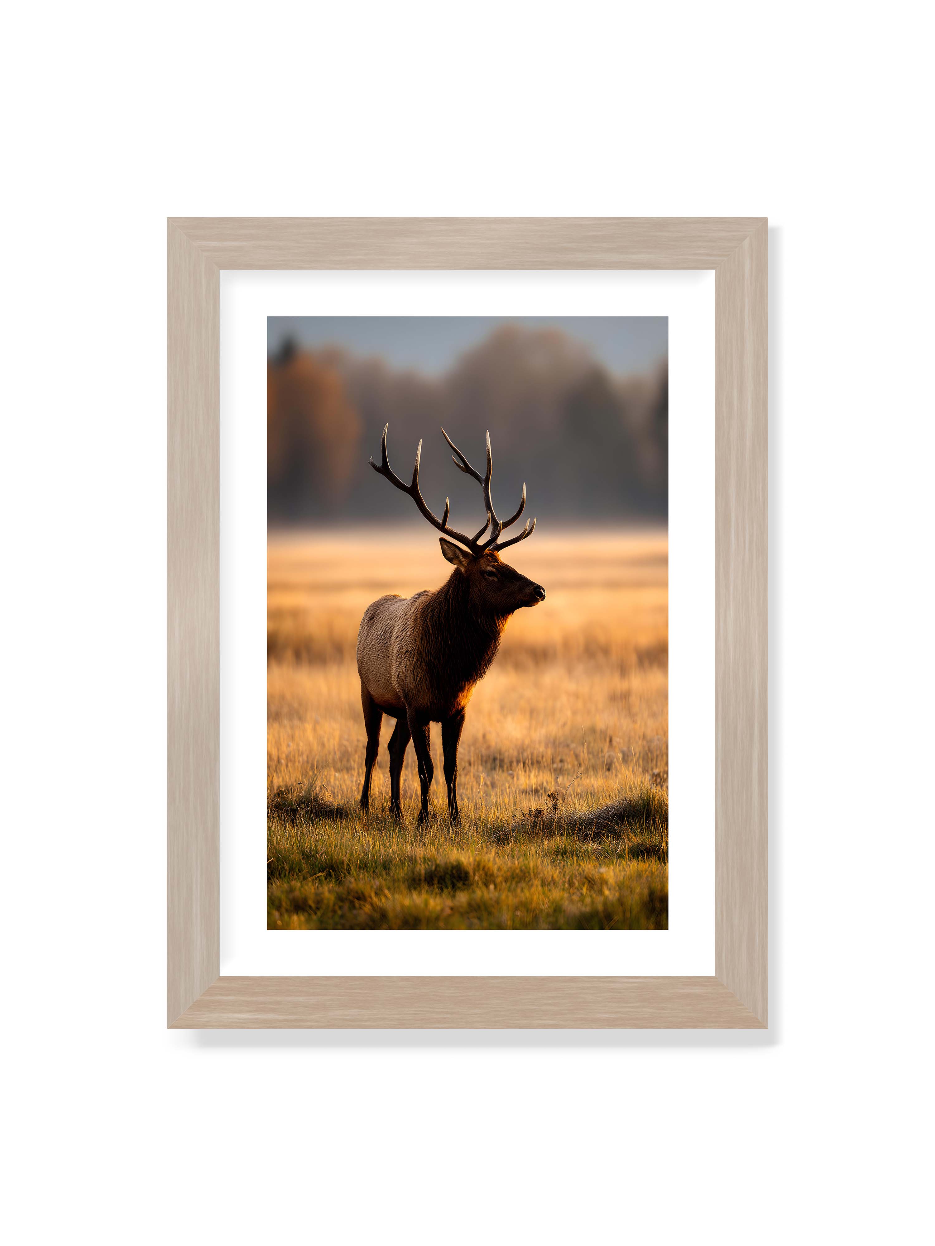 21x30 cm mit weißem Galerie-Rand im Eichenrahmen – Majestätischer Hirsch mit prächtigen Geweihen im goldenen Licht einer Wiese.