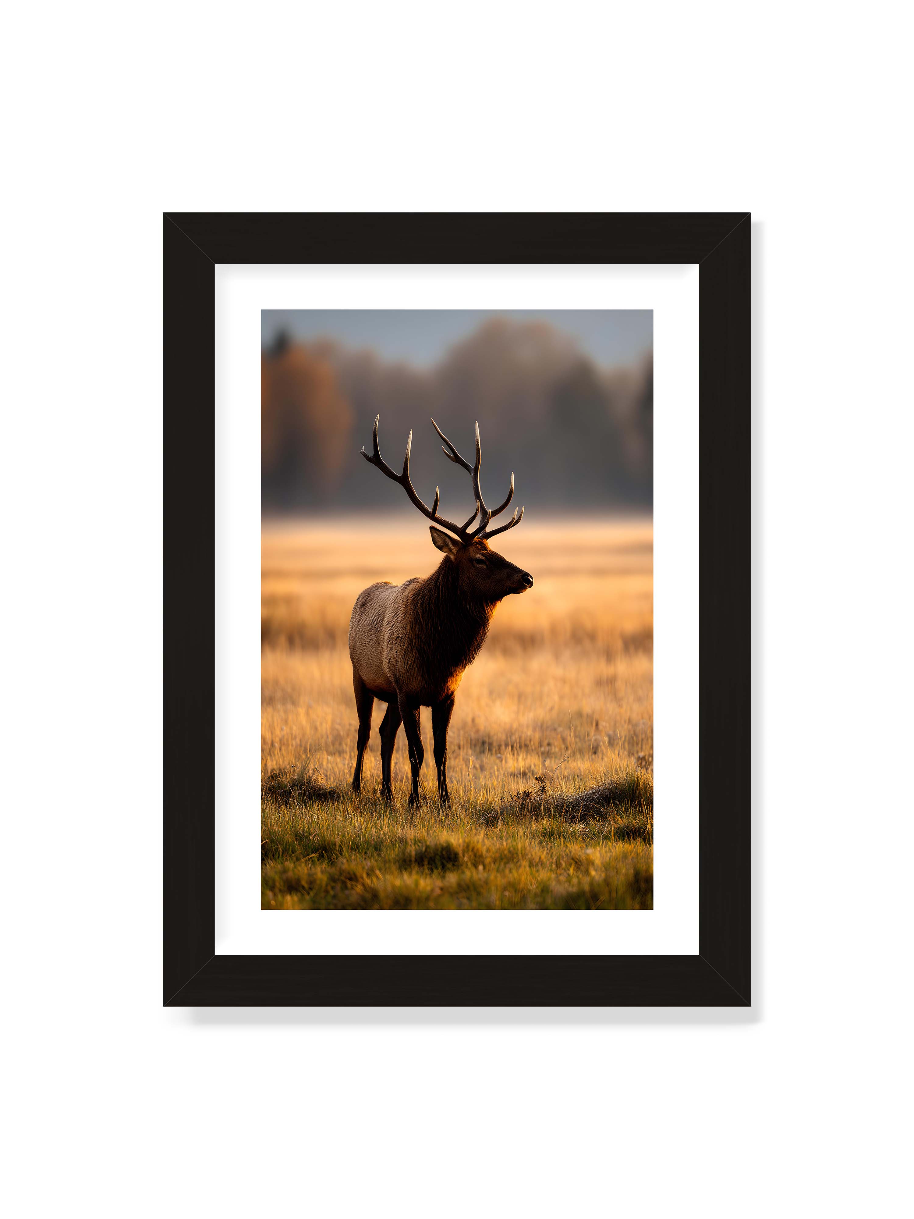 21x30 cm mit weißem Galerie-Rand mit schwarzem Rahmen – Majestätischer Hirsch mit prächtigen Geweihen im goldenen Licht einer Wiese.