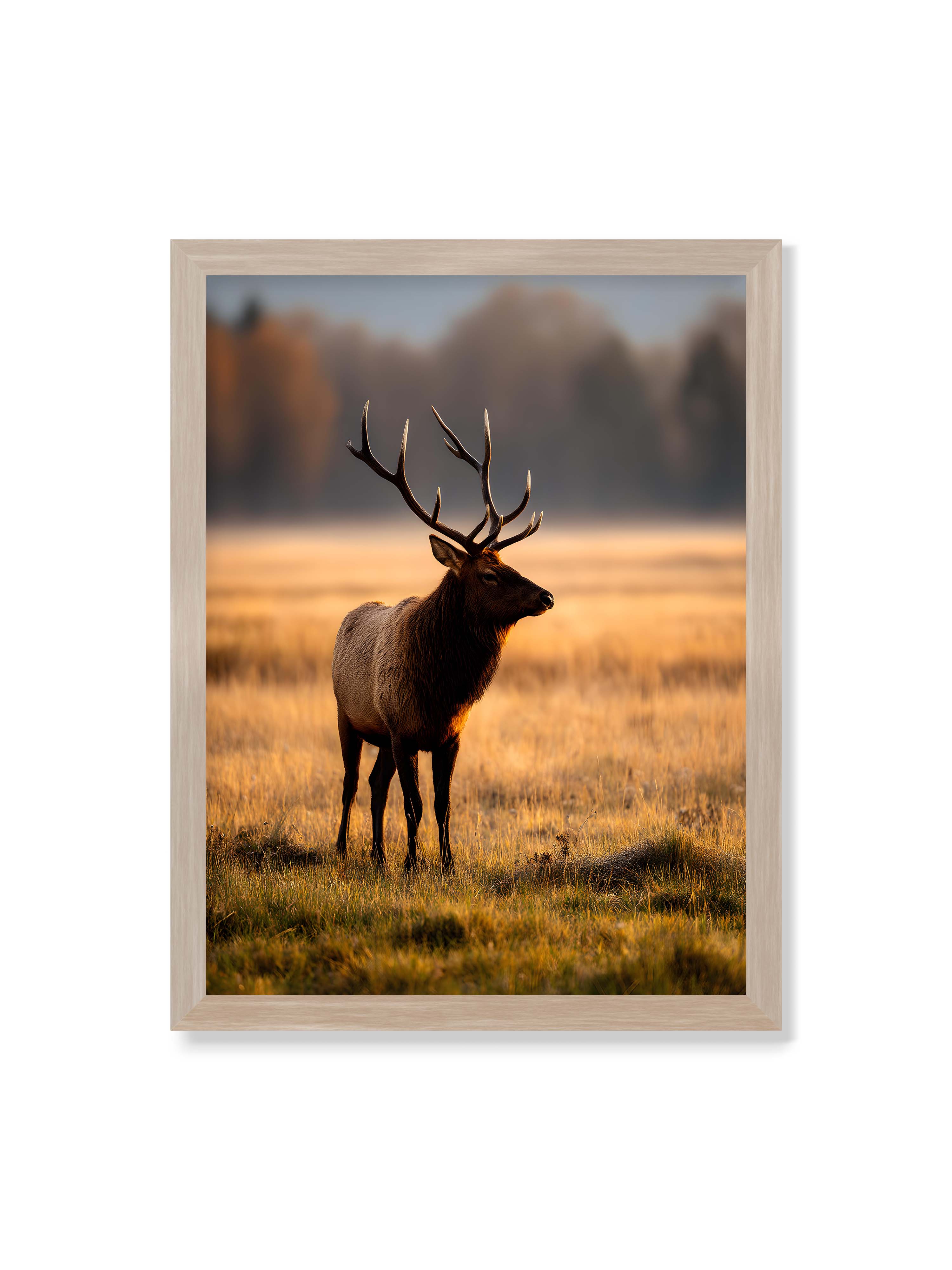 30x40 cm ohne Galerie-Rand im Eichenrahmen – Majestätischer Hirsch mit prächtigen Geweihen im goldenen Licht einer Wiese.