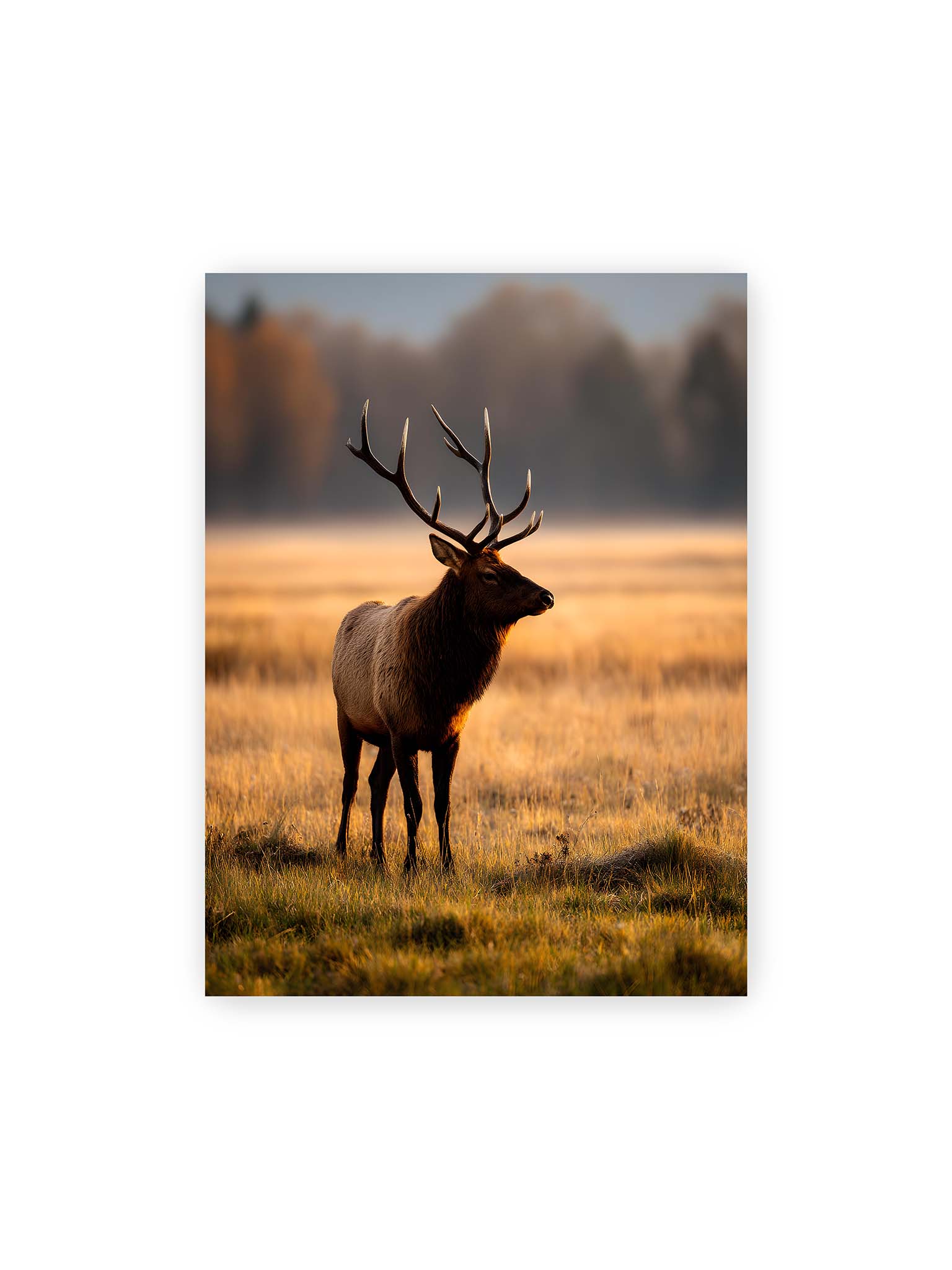 30x40 cm – Majestätischer Hirsch mit prächtigem Geweih im goldenen Licht einer Wiese.