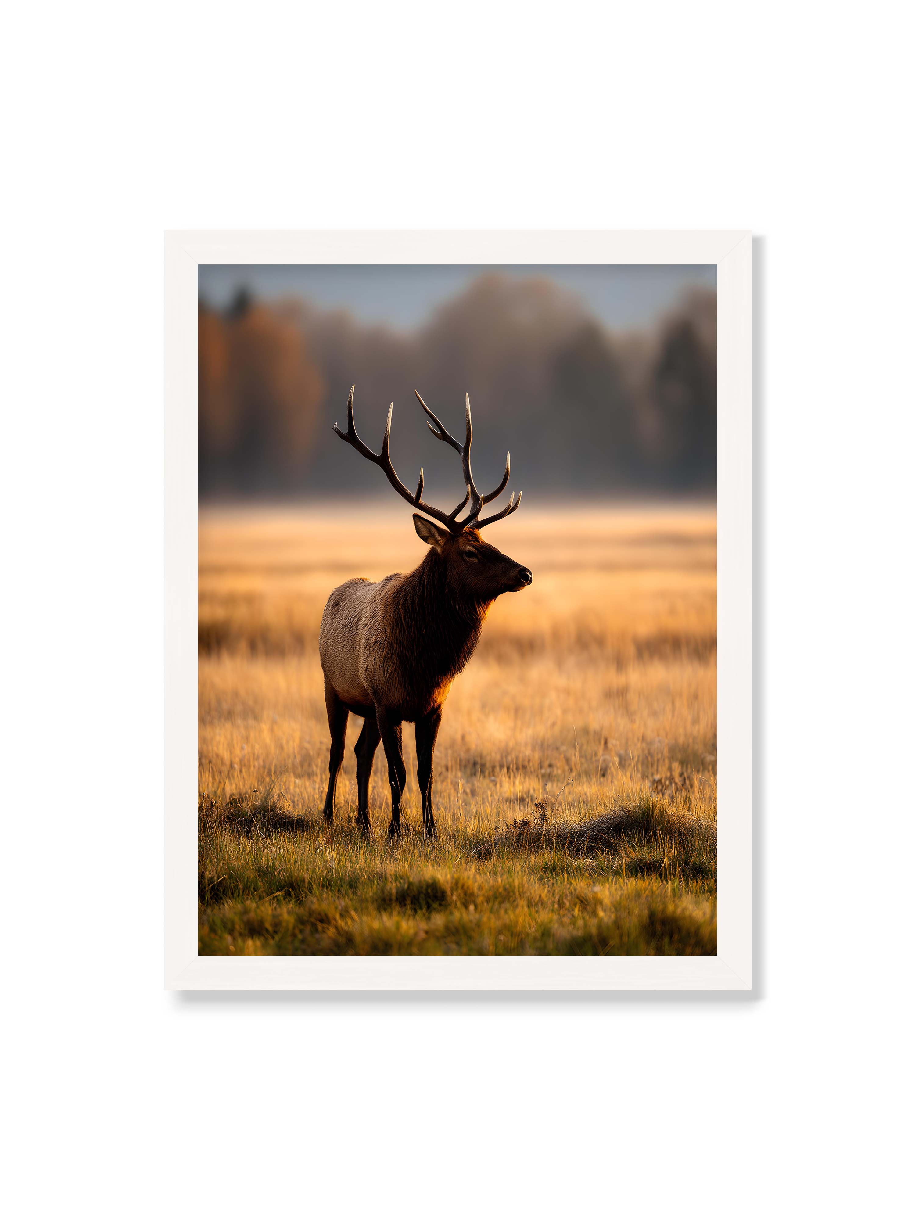 30x40 cm ohne Galerie-Rand mit weißem Rahmen – Majestätischer Hirsch mit prächtigen Geweihen im goldenen Licht einer Wiese.