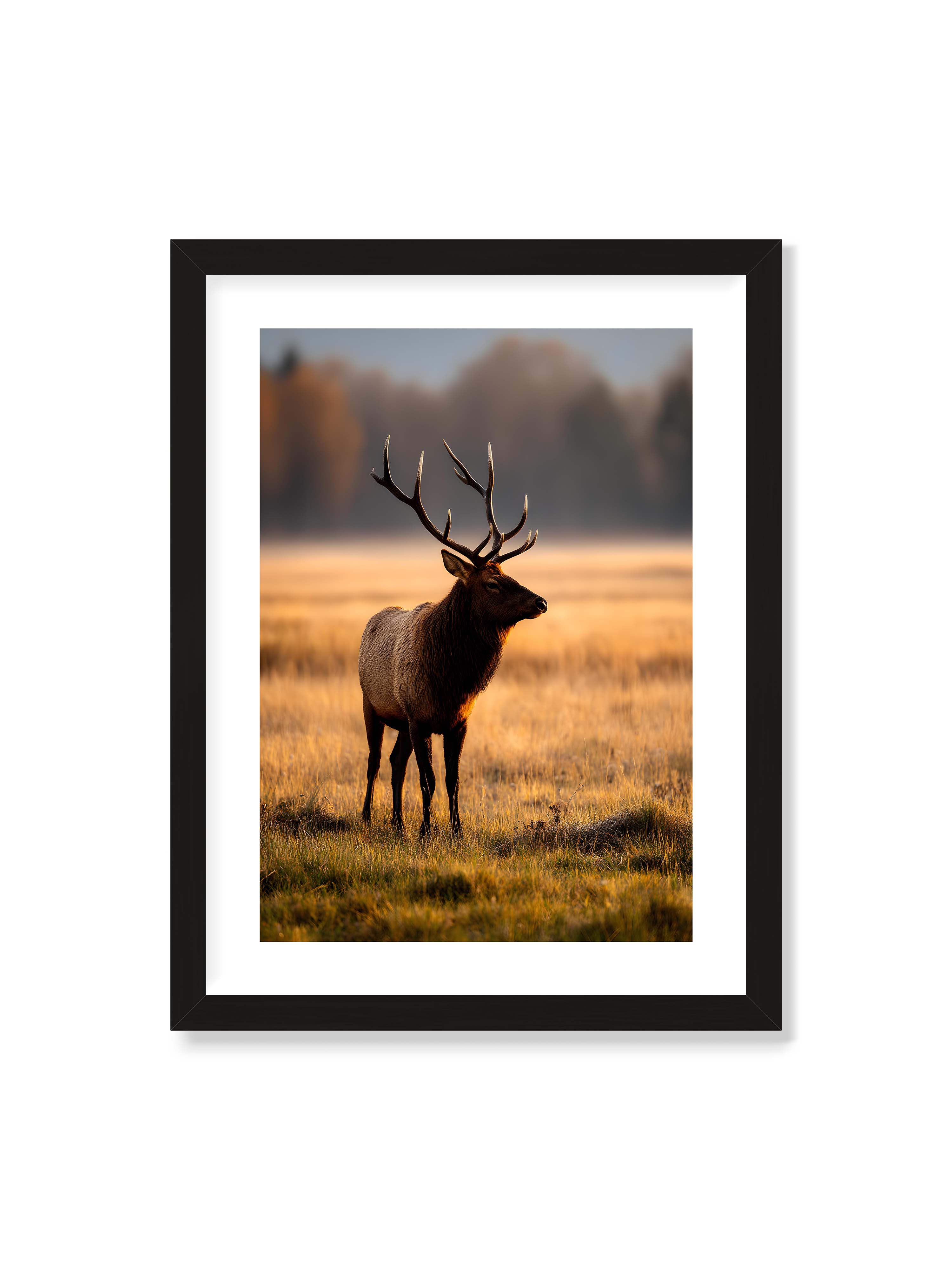 30x40 cm mit weißem Galerie-Rand mit schwarzem Rahmen – Majestätischer Hirsch mit prächtigen Geweihen im goldenen Licht einer Wiese.