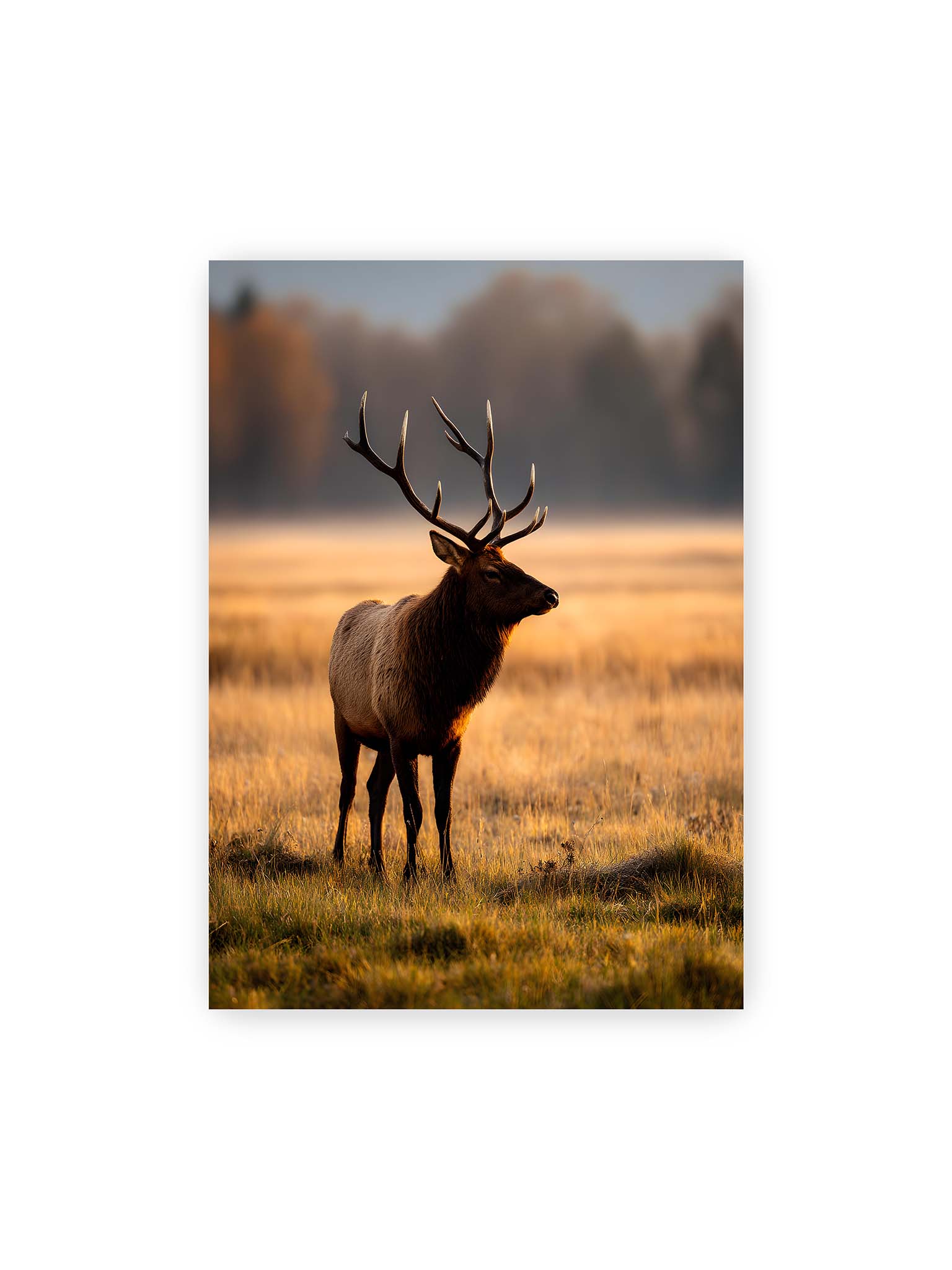 50x70 cm – Majestätischer Hirsch mit prächtigem Geweih im goldenen Licht einer Wiese.