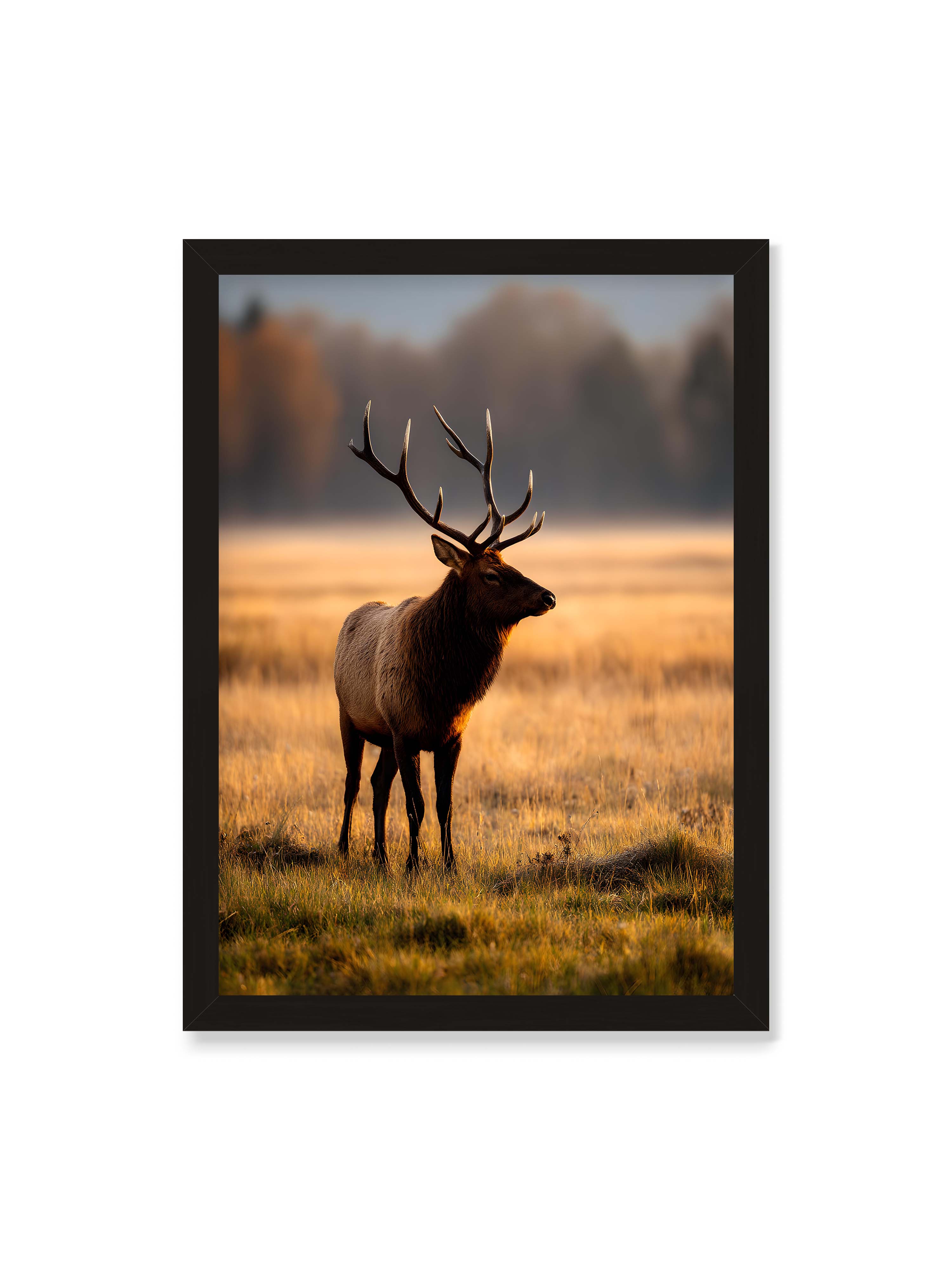50x70 cm ohne Galerie-Rand mit schwarzem Rahmen – Majestätischer Hirsch mit prächtigen Geweihen im goldenen Licht einer Wiese.