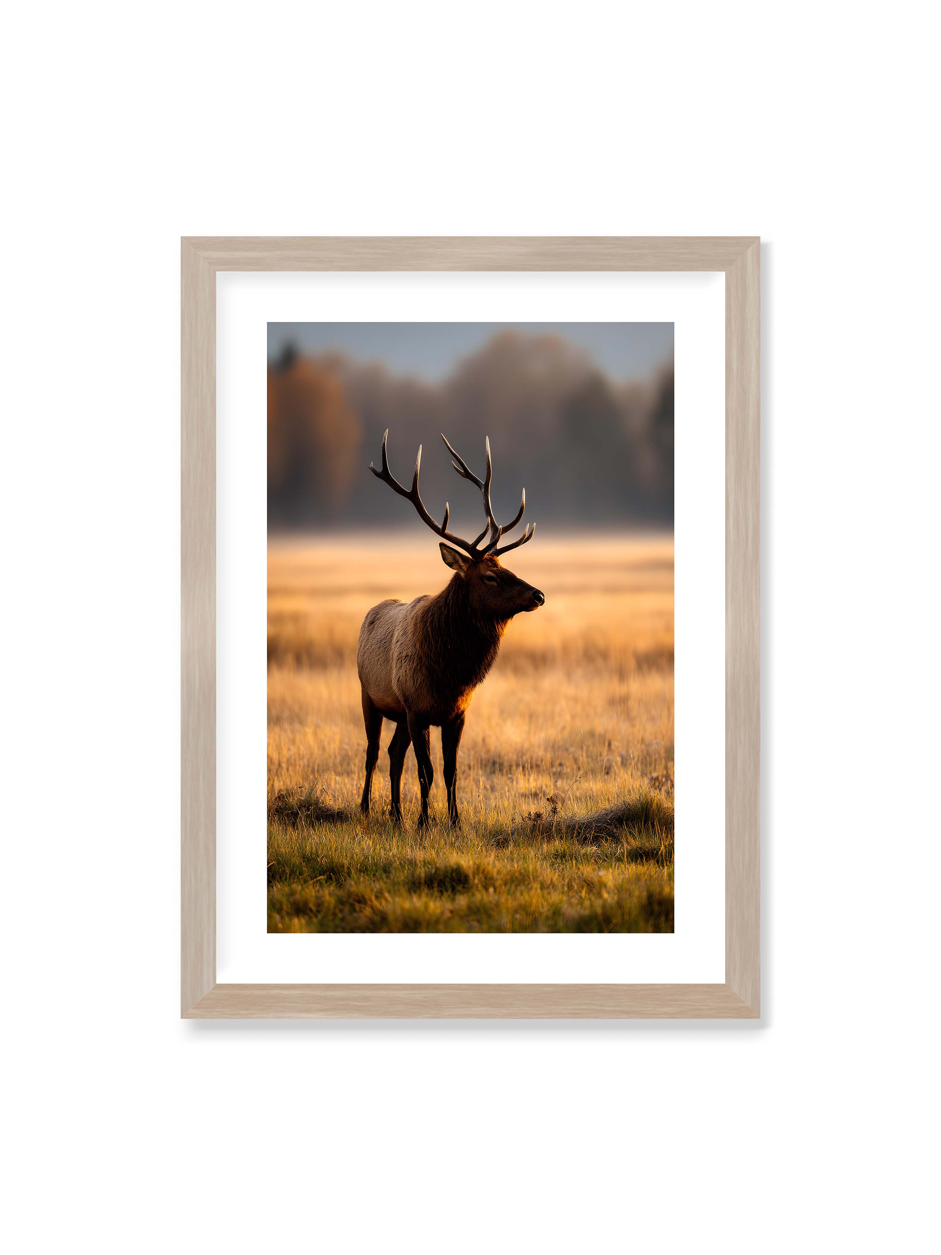 50x70 cm mit weißem Galerie-Rand im Eichenrahmen – Majestätischer Hirsch mit prächtigen Geweihen im goldenen Licht einer Wiese.