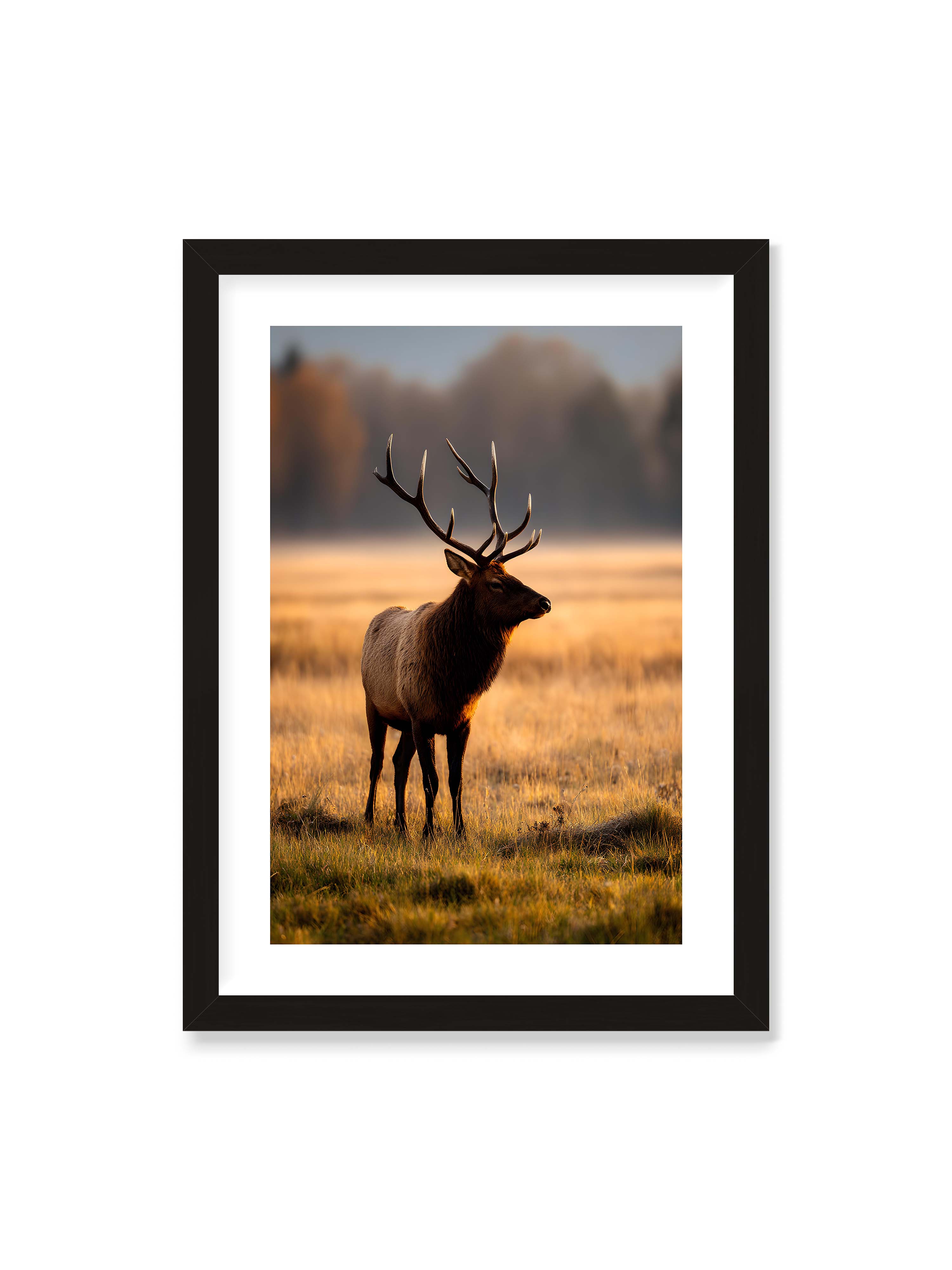 50x70 cm mit weißem Galerie-Rand mit schwarzem Rahmen – Majestätischer Hirsch mit prächtigen Geweihen im goldenen Licht einer Wiese.