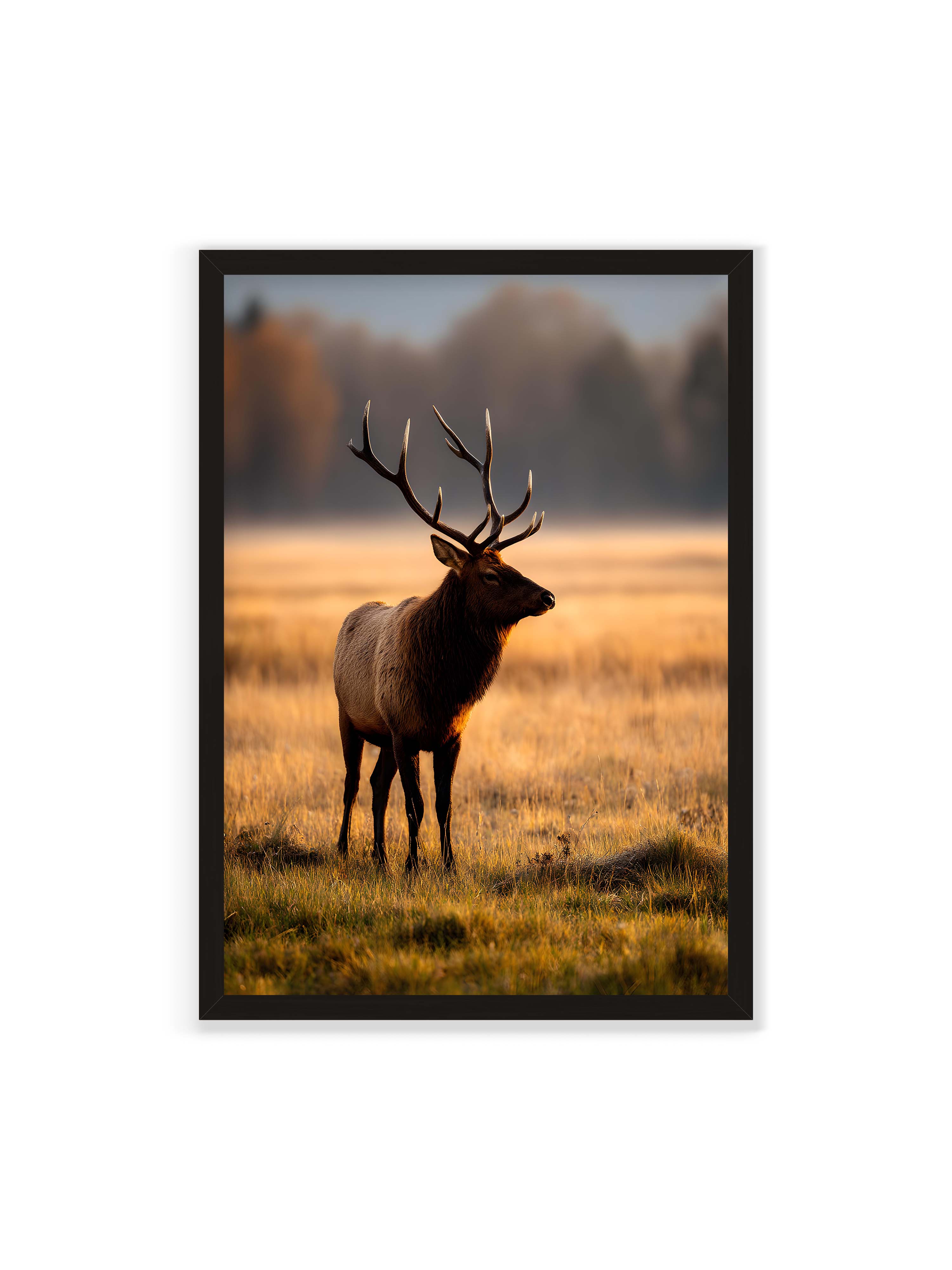 70x100 cm ohne Galerie-Rand mit schwarzem Rahmen – Majestätischer Hirsch mit prächtigen Geweihen im goldenen Licht einer Wiese.