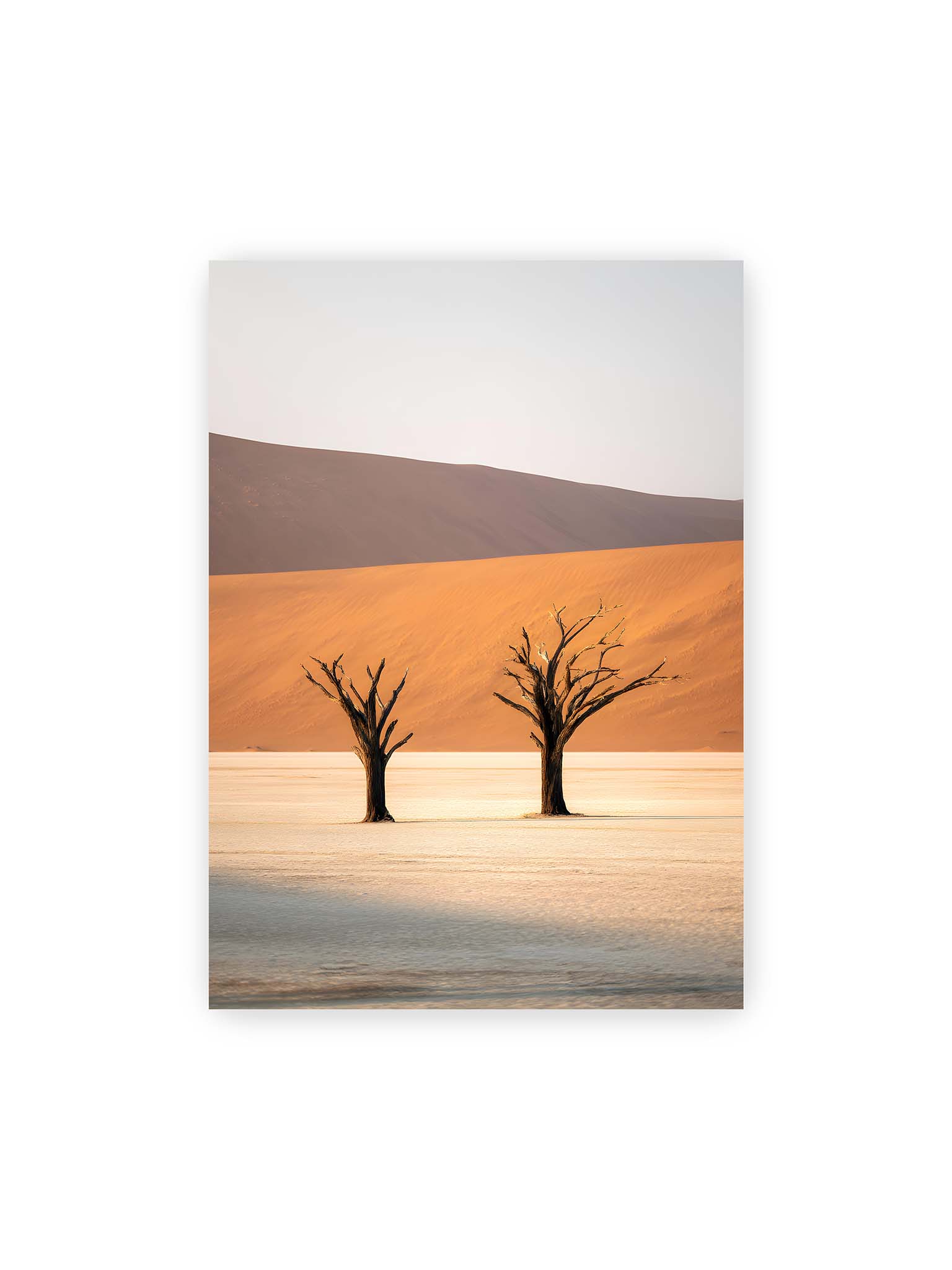 50x70 cm – Zwei kahle Bäume stehen isoliert vor sandigen Dünen in einer weiten, hellen Wüstenlandschaft in Deadvlei, Namibia.