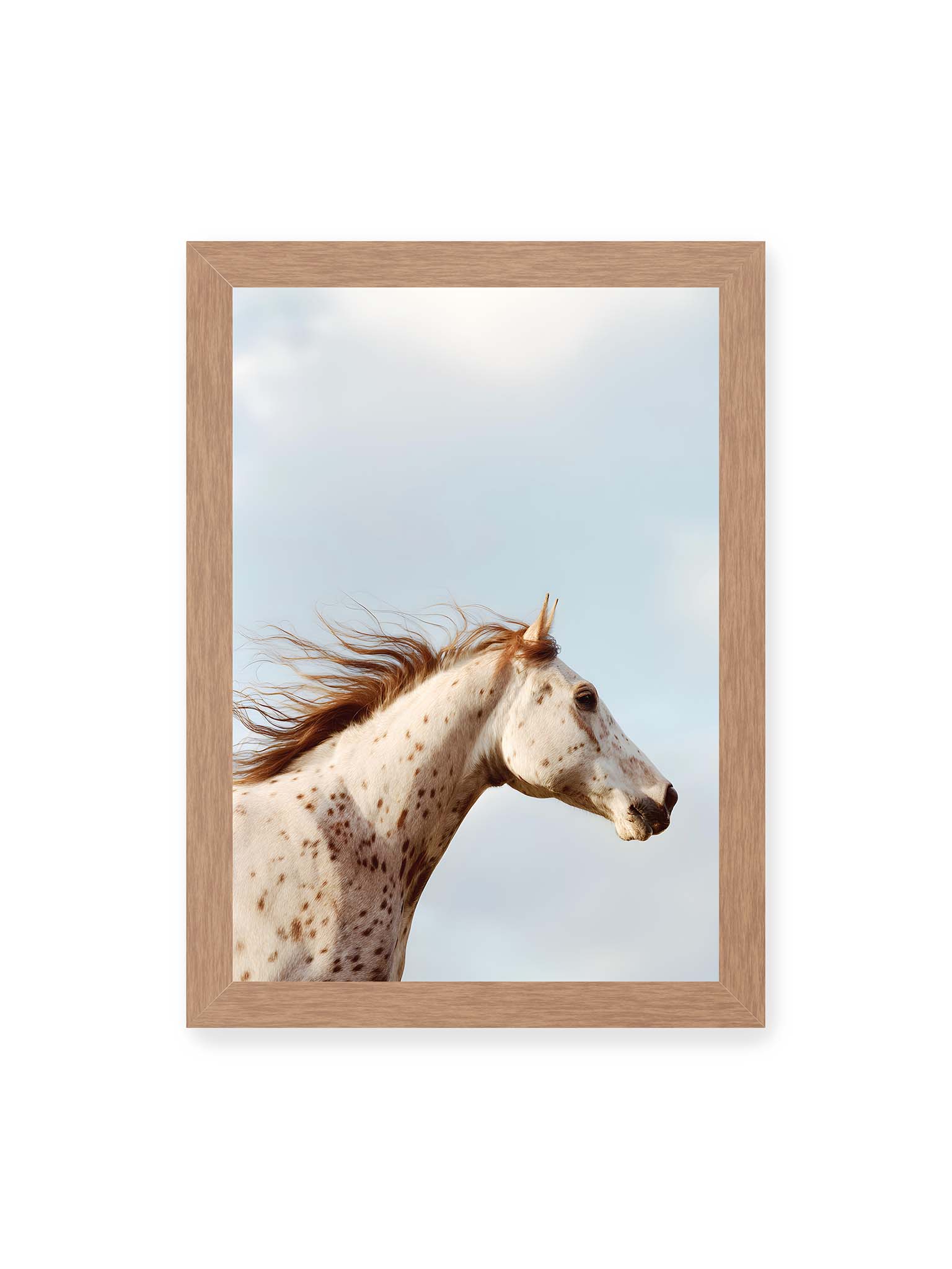21x30 cm, Eichenrahmen – Nahaufnahme eines gefleckten Pferdekopfes mit wehender Mähne vor hellem Himmel.