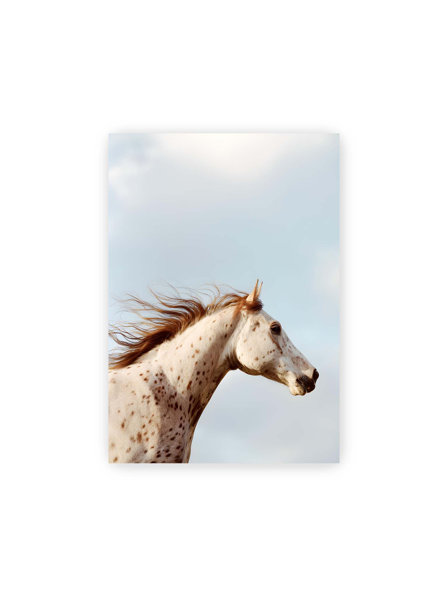 21x30 cm – Nahaufnahme eines gefleckten Pferdekopfes mit wehender Mähne vor hellem Himmel.