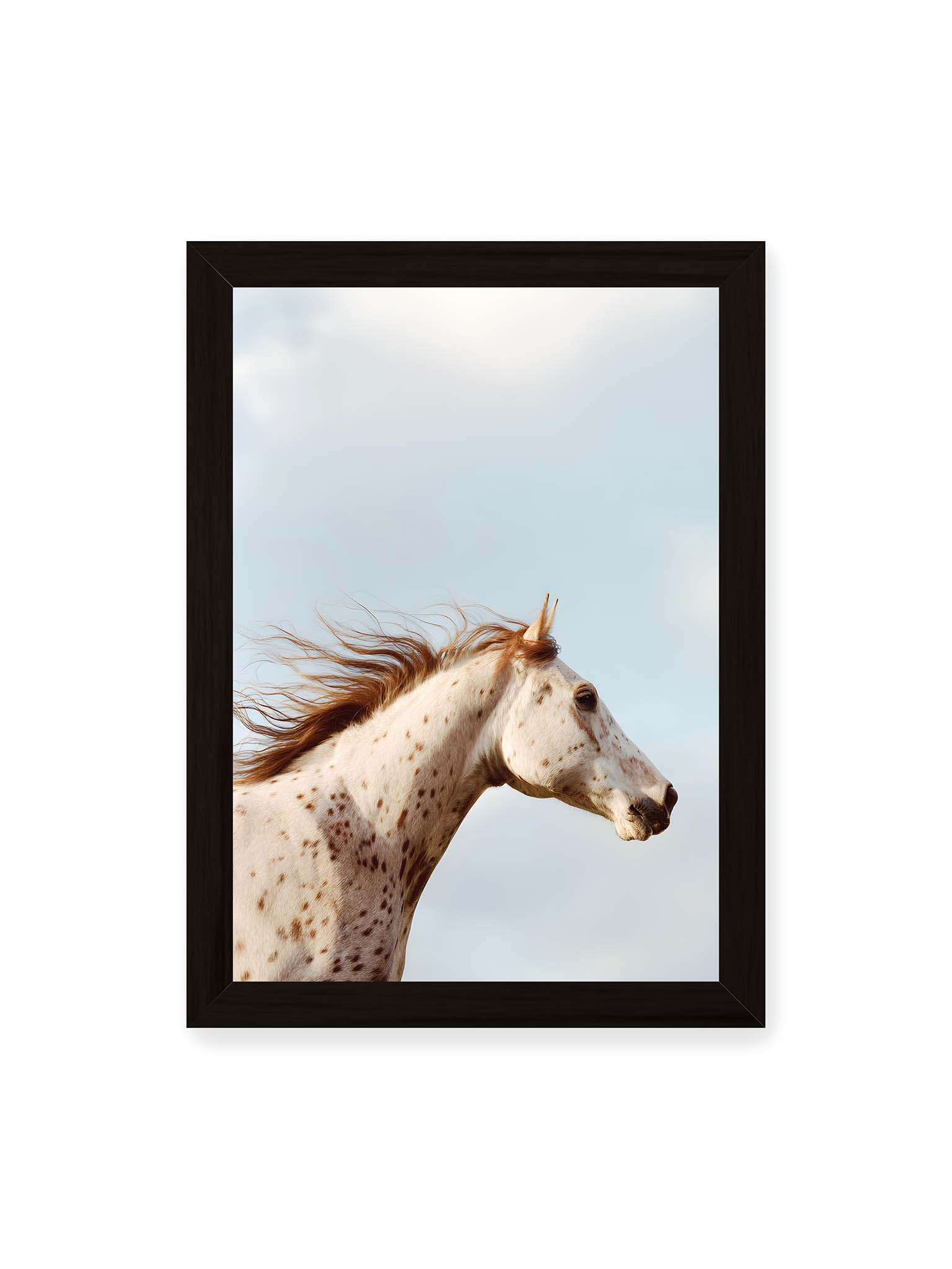 21x30 cm, schwarzer Rahmen – Nahaufnahme eines gefleckten Pferdekopfes mit wehender Mähne vor hellem Himmel.