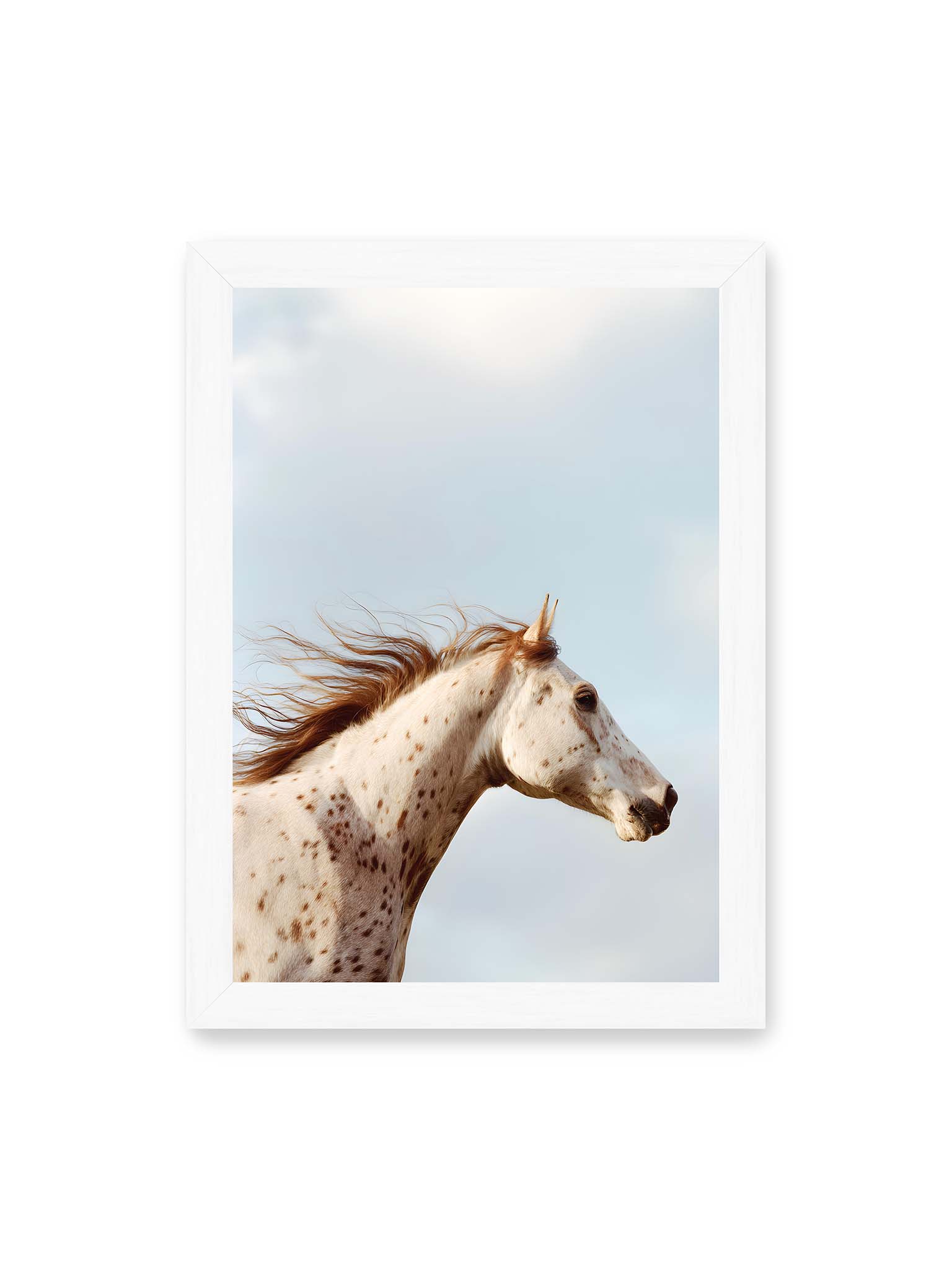 21x30 cm, weißer Rahmen – Nahaufnahme eines gefleckten Pferdekopfes mit wehender Mähne vor hellem Himmel.