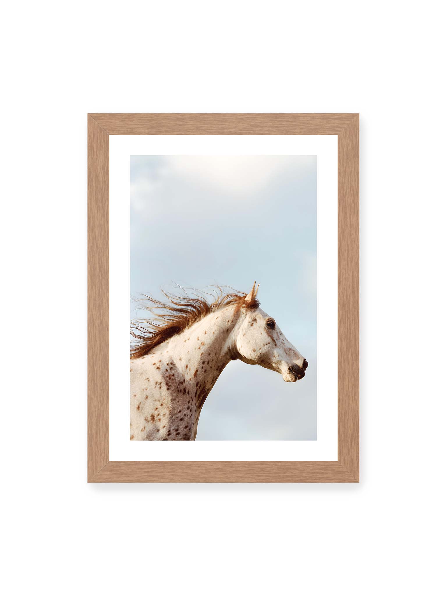 21x30 cm, weißer Galerie-Rand, Eichenrahmen – Nahaufnahme eines gefleckten Pferdekopfes mit wehender Mähne vor hellem Himmel.