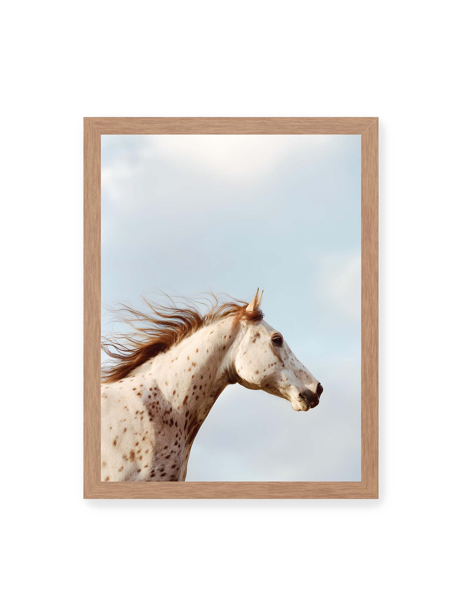 30x40 cm, Eichenrahmen – Nahaufnahme eines gefleckten Pferdekopfes mit wehender Mähne vor hellem Himmel.