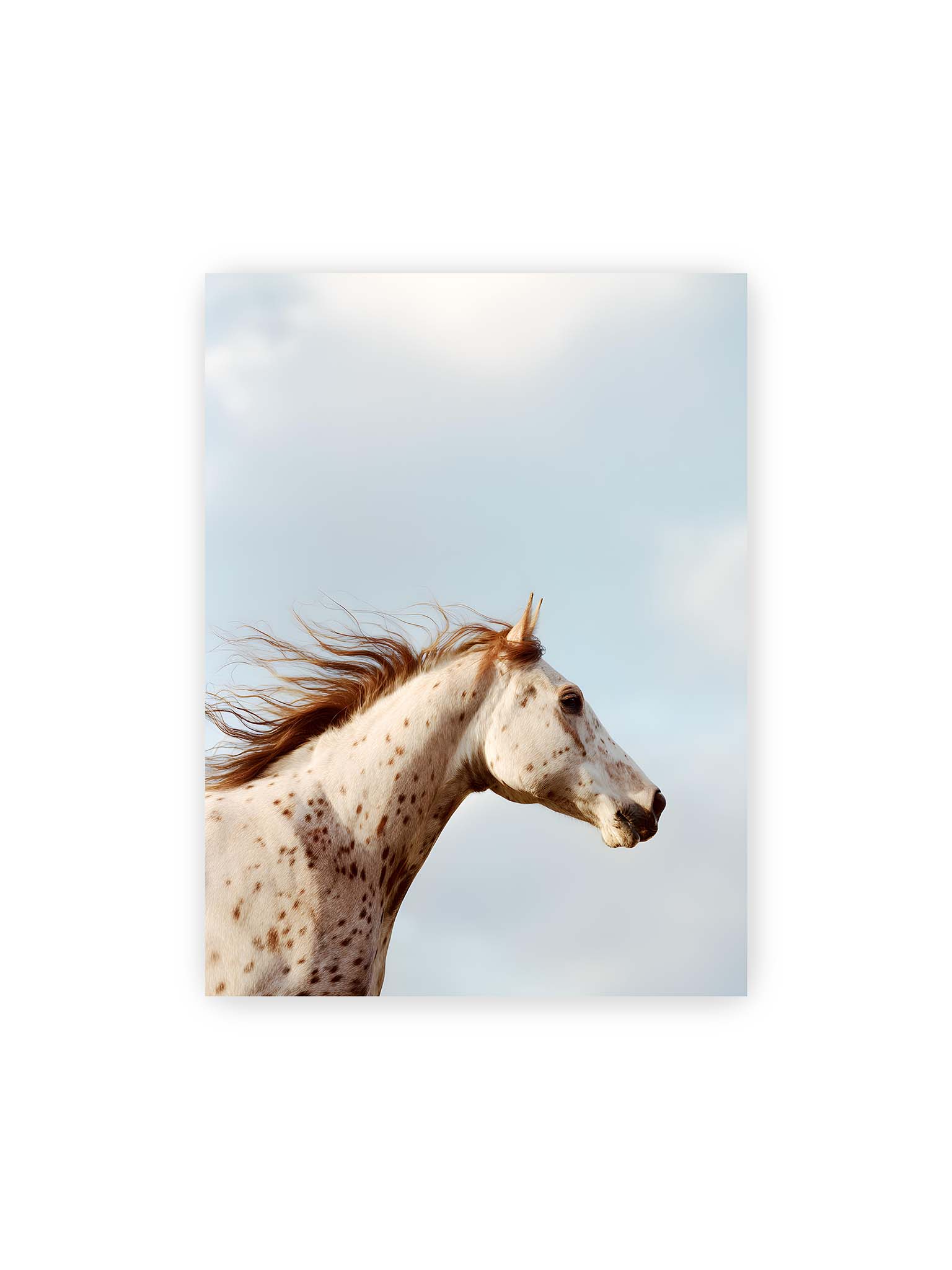 30x40 cm – Nahaufnahme eines gefleckten Pferdekopfes mit wehender Mähne vor hellem Himmel.