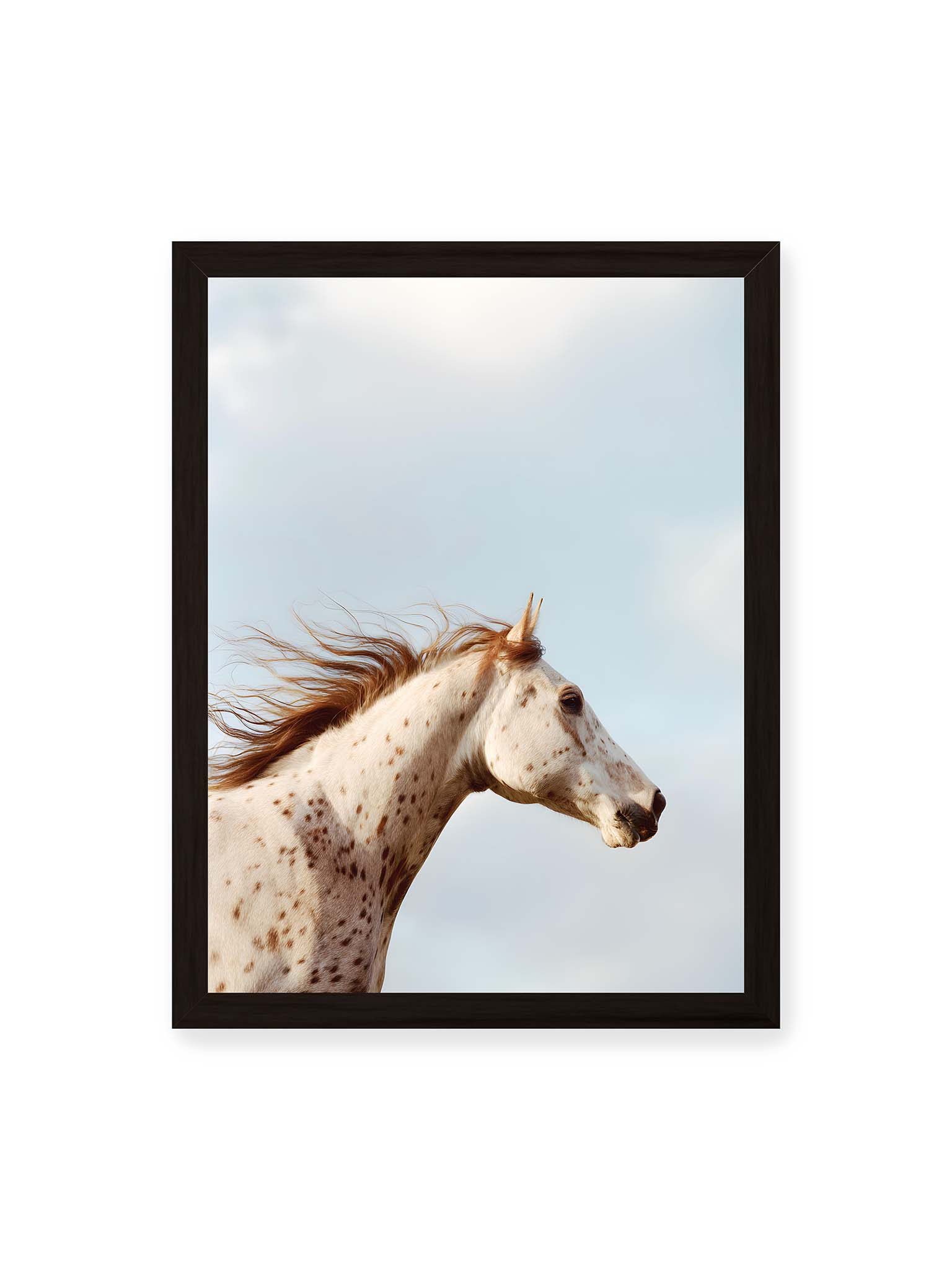 30x40 cm, schwarzer Rahmen – Nahaufnahme eines gefleckten Pferdekopfes mit wehender Mähne vor hellem Himmel.
