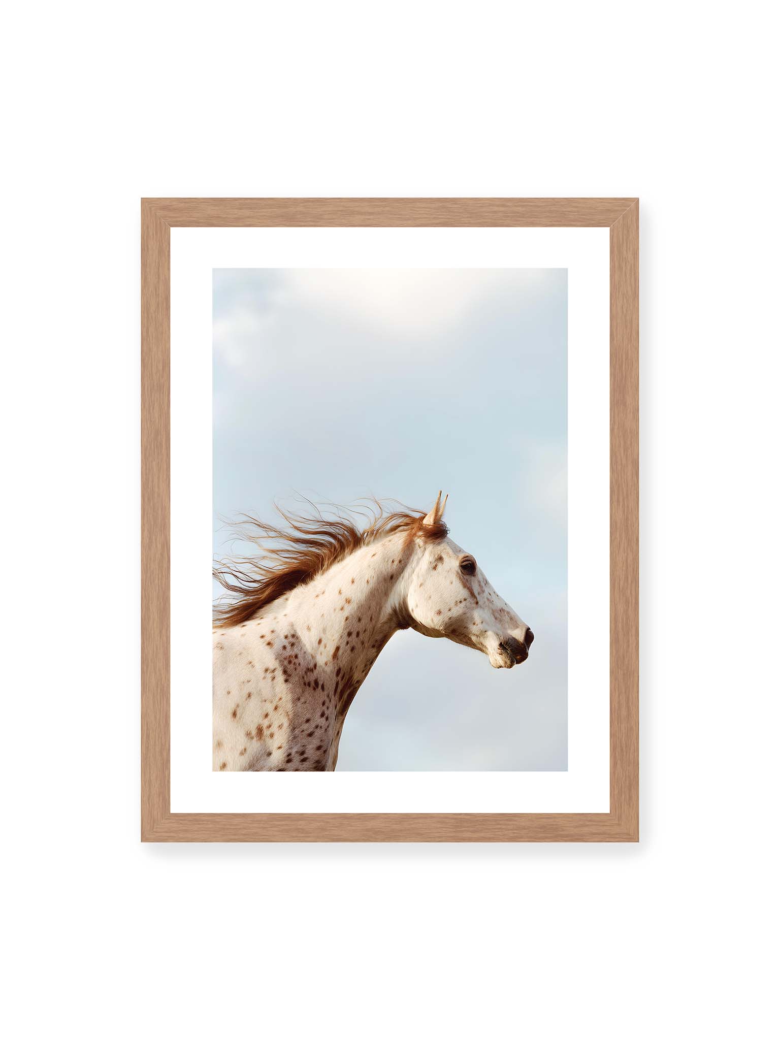 30x40 cm, weißer Galerie-Rand, Eichenrahmen – Nahaufnahme eines gefleckten Pferdekopfes mit wehender Mähne vor hellem Himmel.