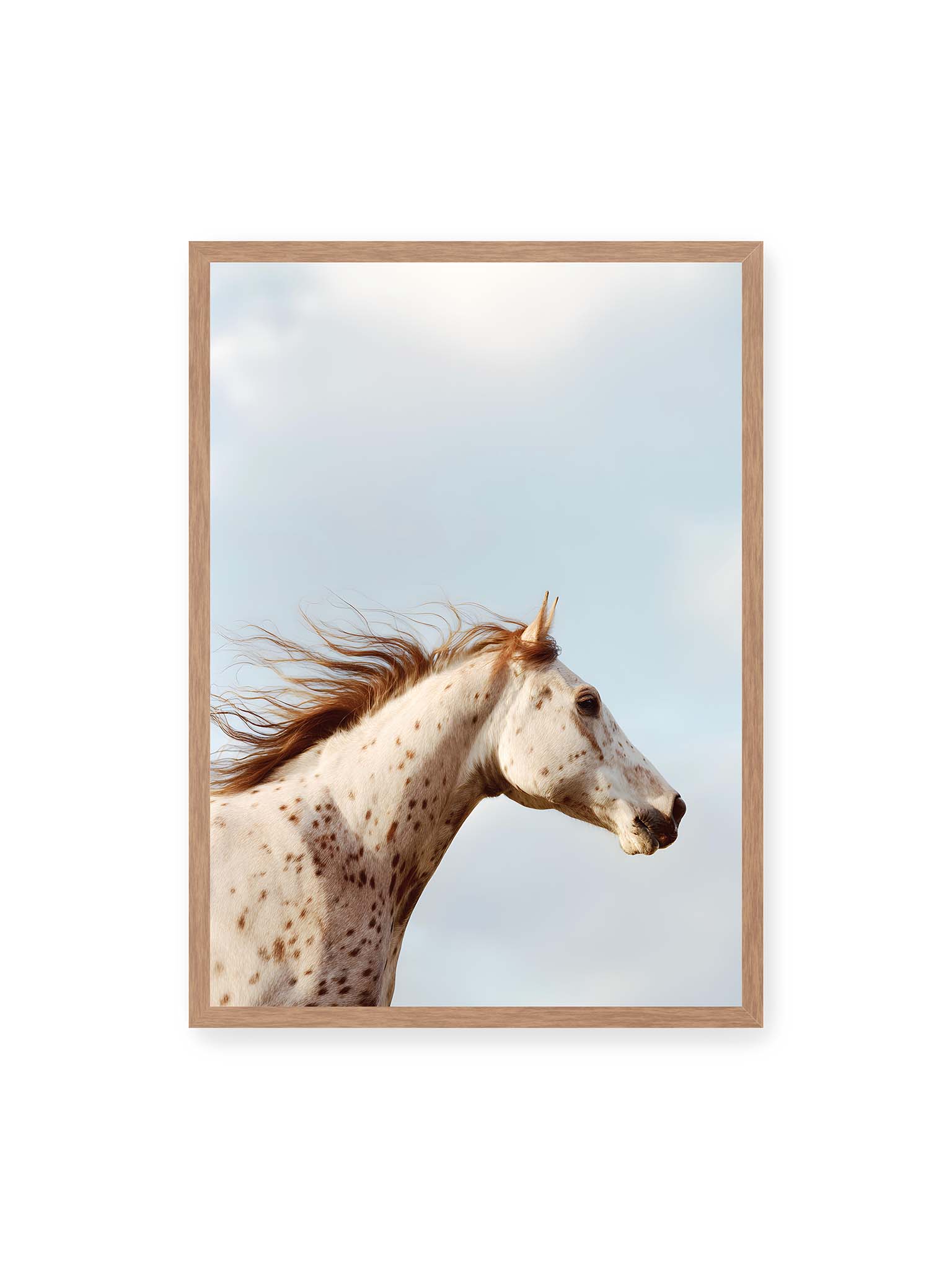 50x70 cm, Eichenrahmen – Nahaufnahme eines gefleckten Pferdekopfes mit wehender Mähne vor hellem Himmel.