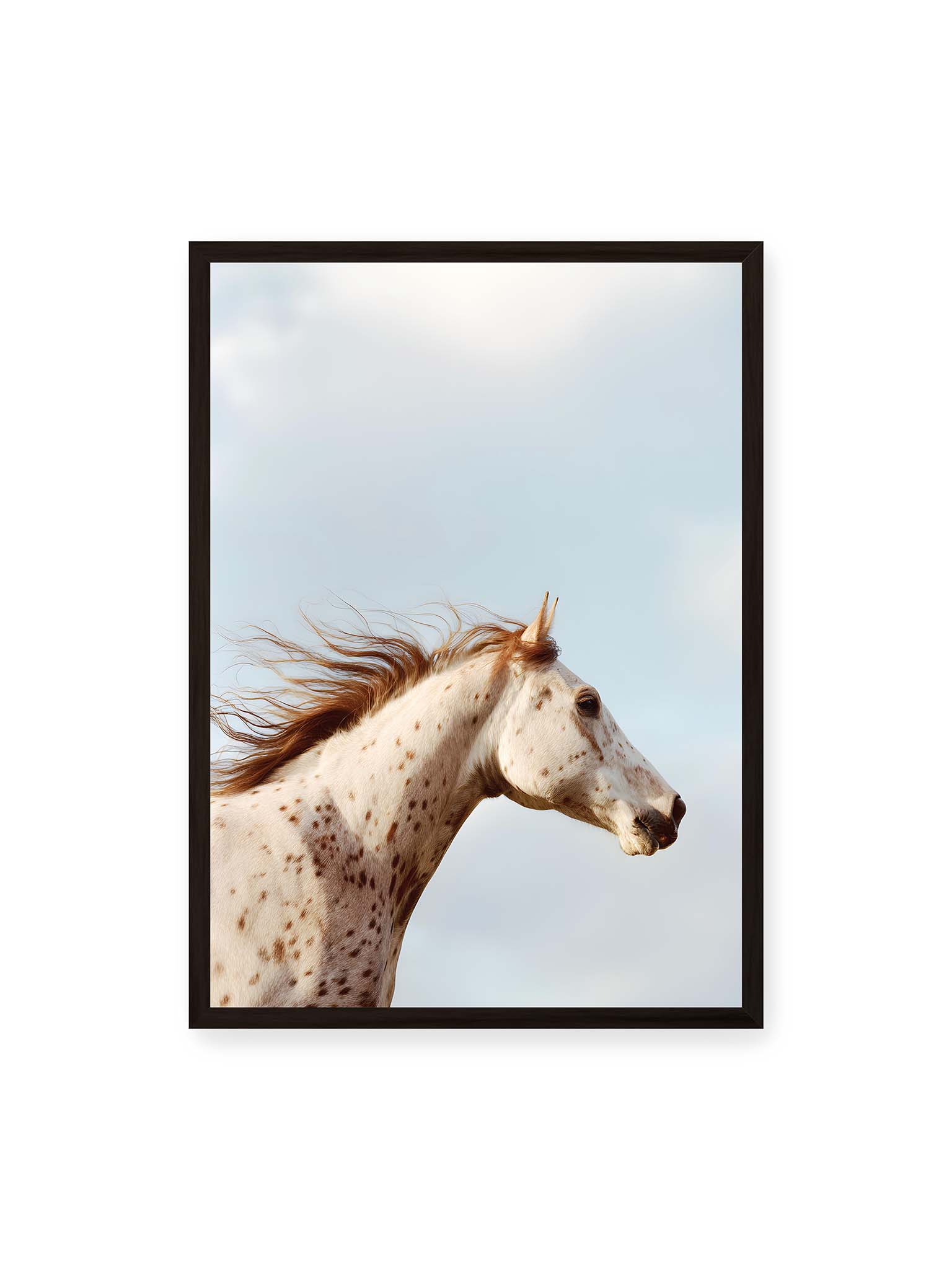 50x70 cm, schwarzer Rahmen – Nahaufnahme eines gefleckten Pferdekopfes mit wehender Mähne vor hellem Himmel.