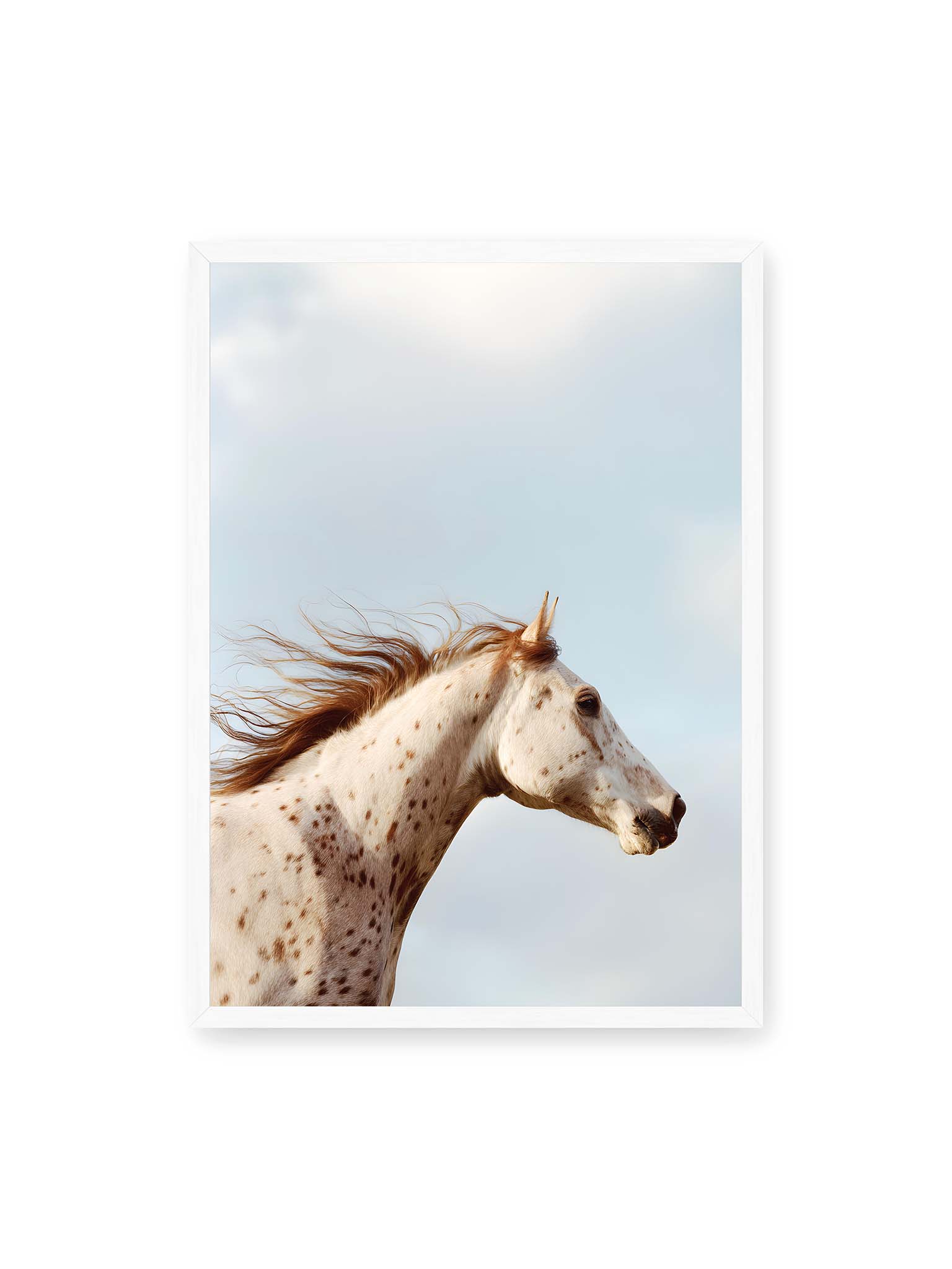 50x70 cm, weißer Rahmen – Nahaufnahme eines gefleckten Pferdekopfes mit wehender Mähne vor hellem Himmel.