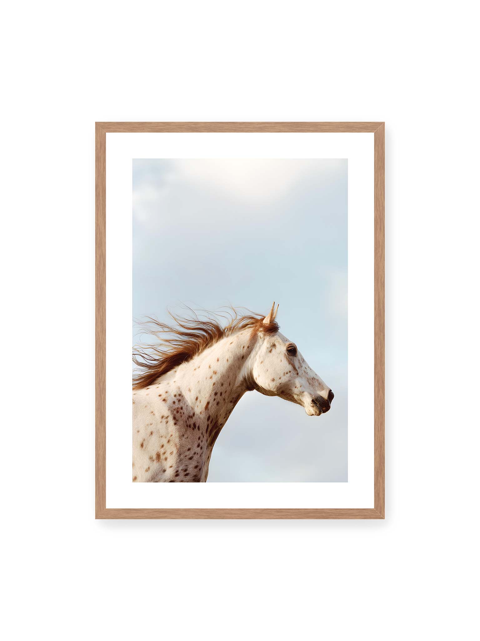 50x70 cm, weißer Galerie-Rand, Eichenrahmen – Nahaufnahme eines gefleckten Pferdekopfes mit wehender Mähne vor hellem Himmel.
