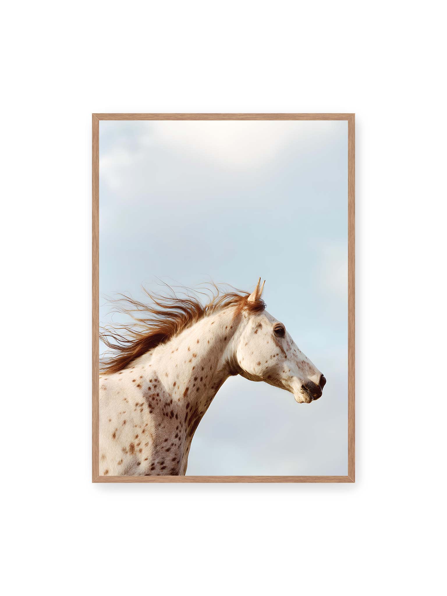 70x100 cm, Eichenrahmen – Nahaufnahme eines gefleckten Pferdekopfes mit wehender Mähne vor hellem Himmel.