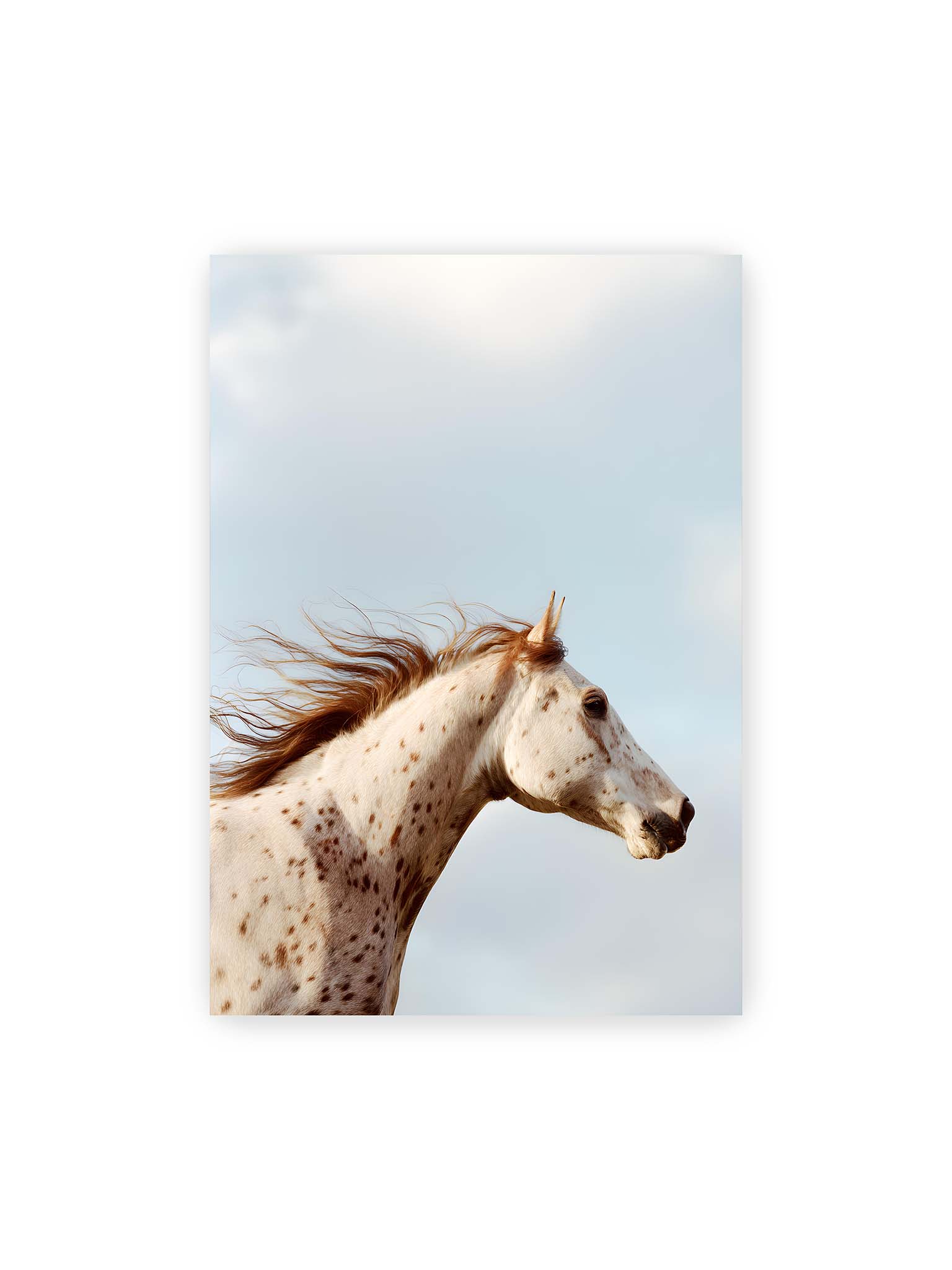 70x100 cm – Nahaufnahme eines gefleckten Pferdekopfes mit wehender Mähne vor hellem Himmel.