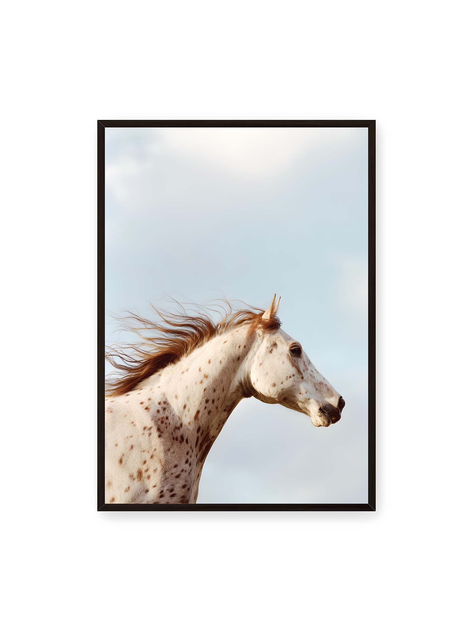 70x100 cm, schwarzer Rahmen – Nahaufnahme eines gefleckten Pferdekopfes mit wehender Mähne vor hellem Himmel.