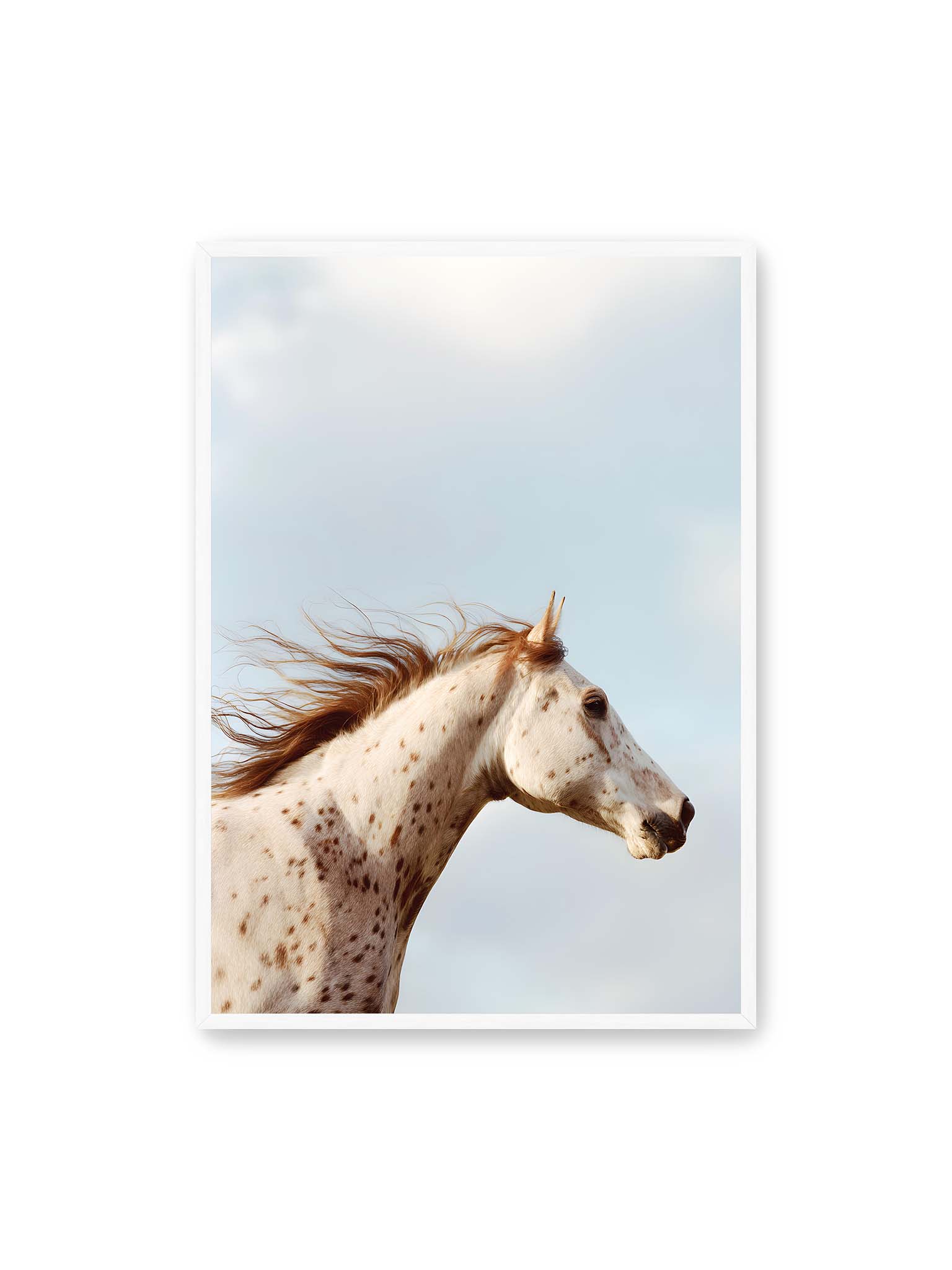 70x100 cm, weißer Rahmen – Nahaufnahme eines gefleckten Pferdekopfes mit wehender Mähne vor hellem Himmel.