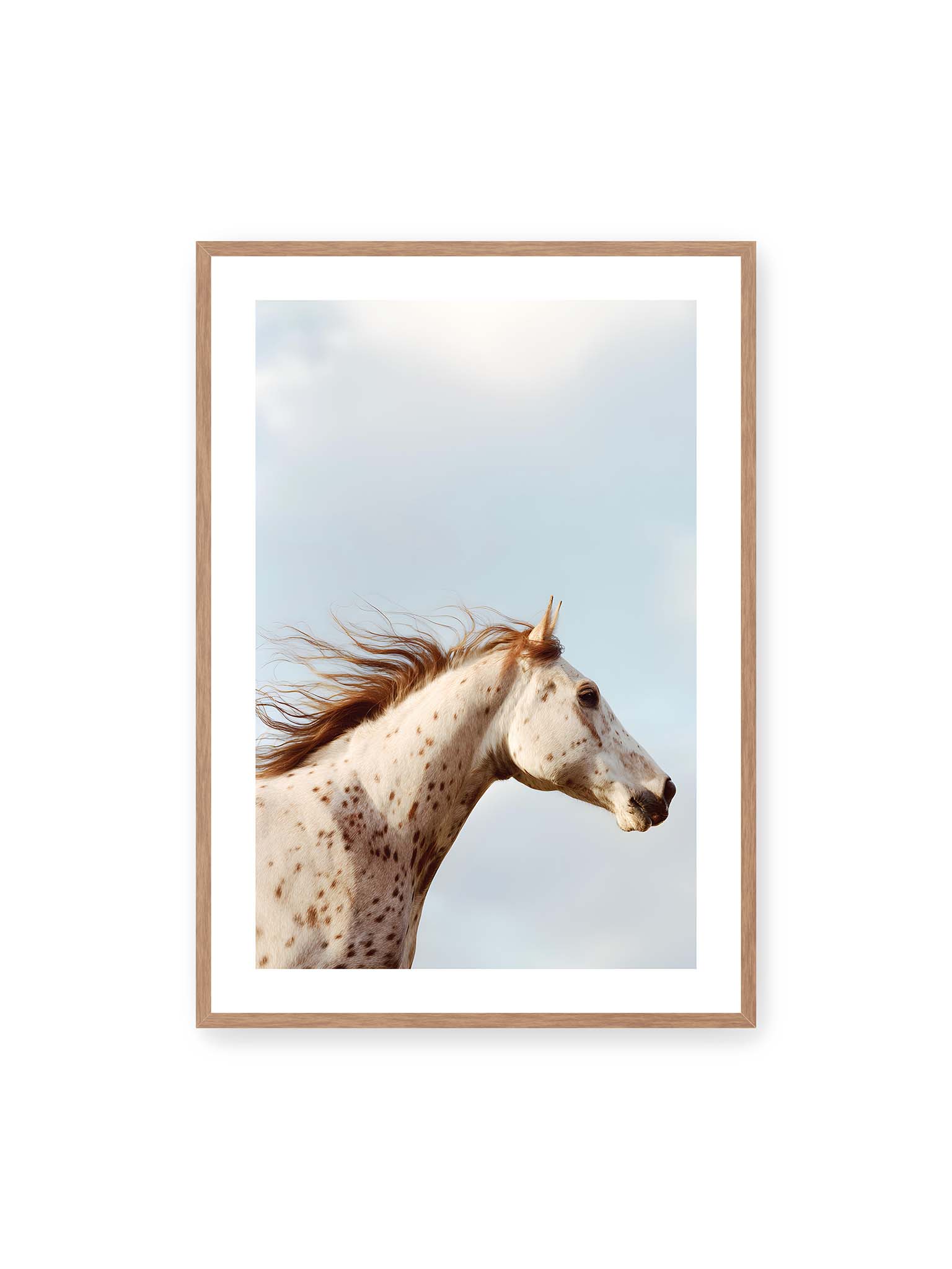 70x100 cm, weißer Galerie-Rand, Eichenrahmen – Nahaufnahme eines gefleckten Pferdekopfes mit wehender Mähne vor hellem Himmel.