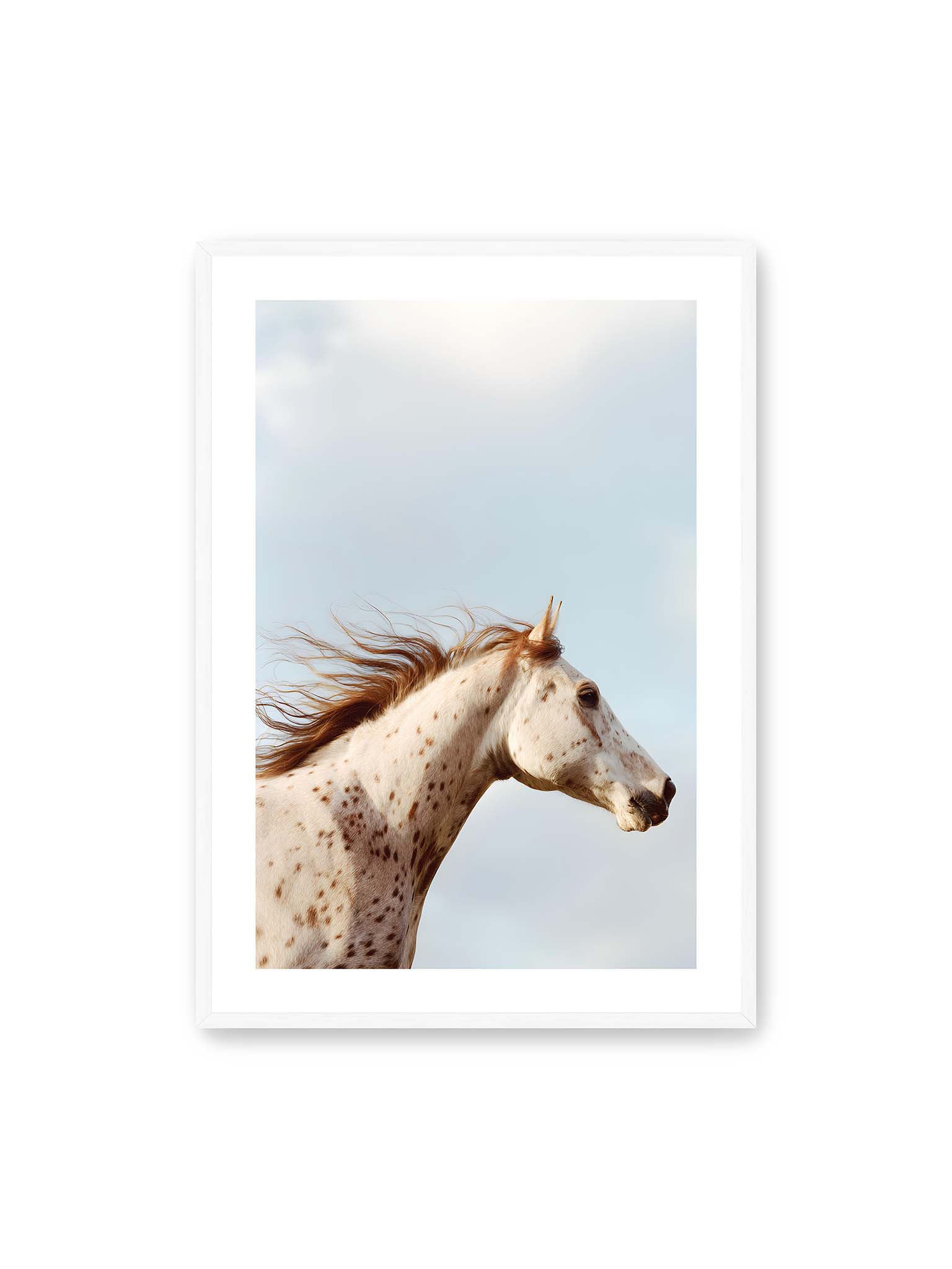 70x100 cm, weißer Galerie-Rand, weißer Rahmen – Nahaufnahme eines gefleckten Pferdekopfes mit wehender Mähne vor hellem Himmel.