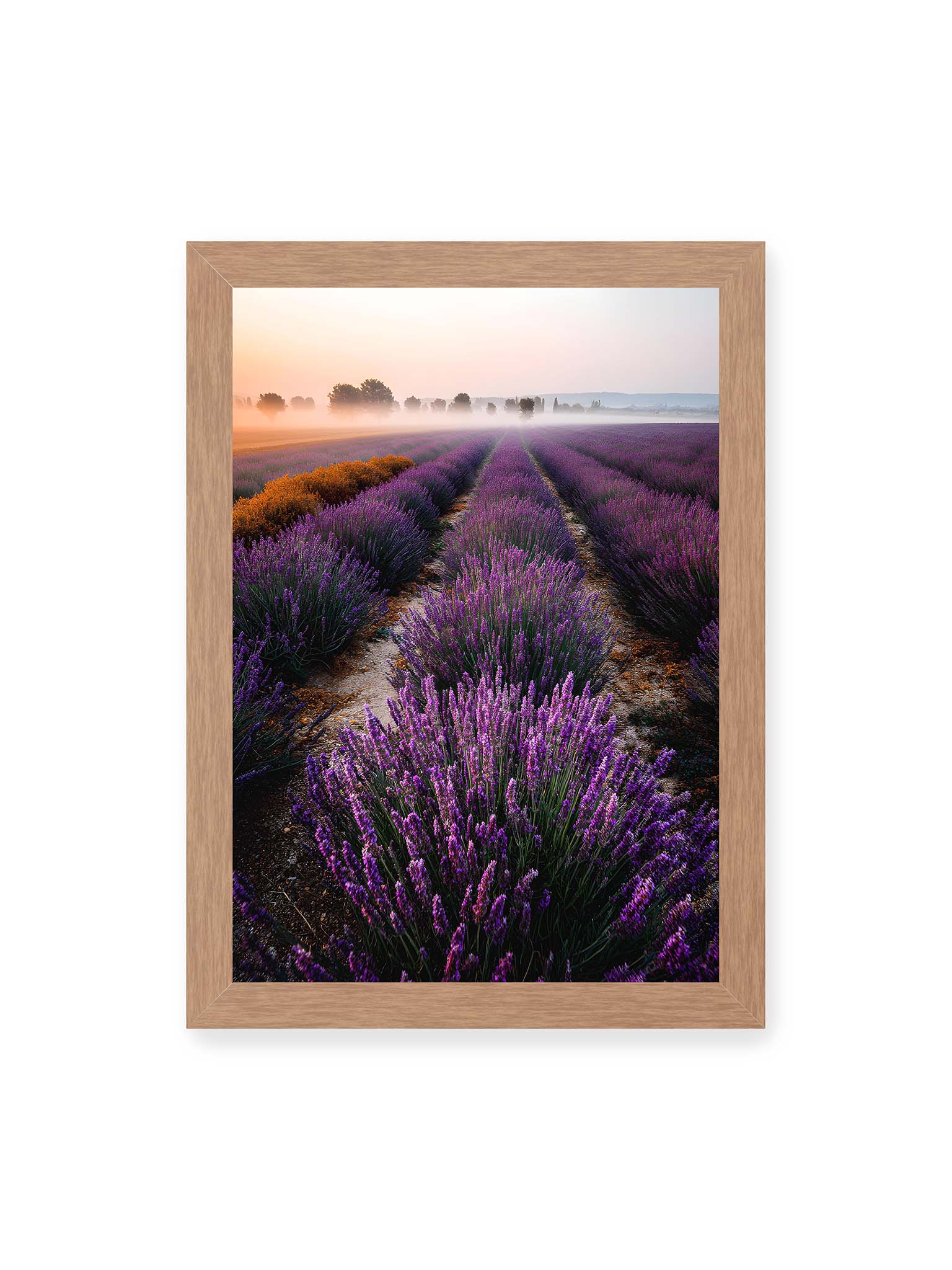 21x30 cm, Eichenrahmen – Endloses Lavendelfeld in sanften Reihen mit violetten Blüten, umgeben von morgendlichem Licht.