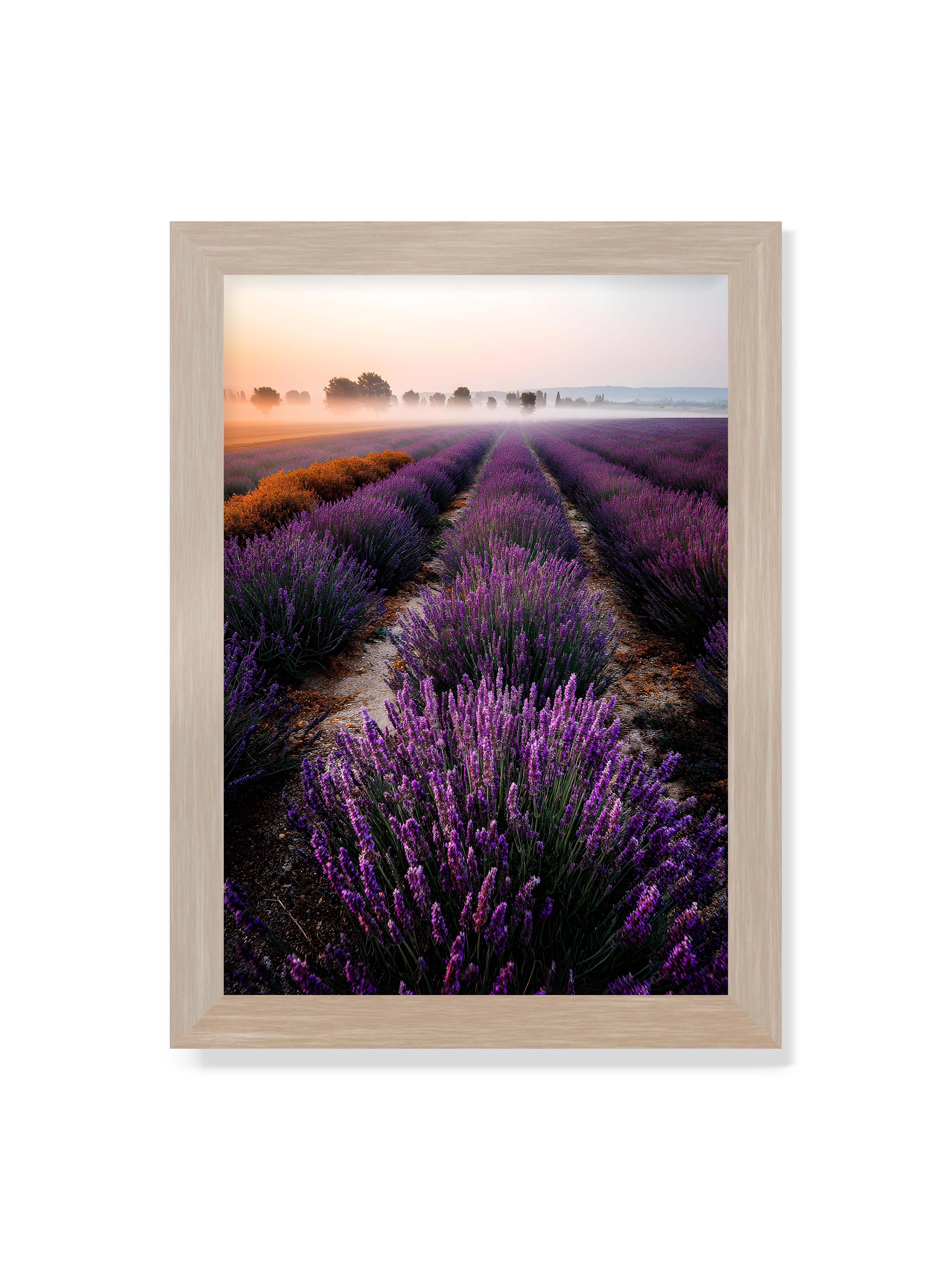 21x30 cm ohne Galerie-Rand im Eichenrahmen – Endloses Lavendelfeld in sanften Reihen mit violetten Blüten, umgeben von morgendlichem Licht.