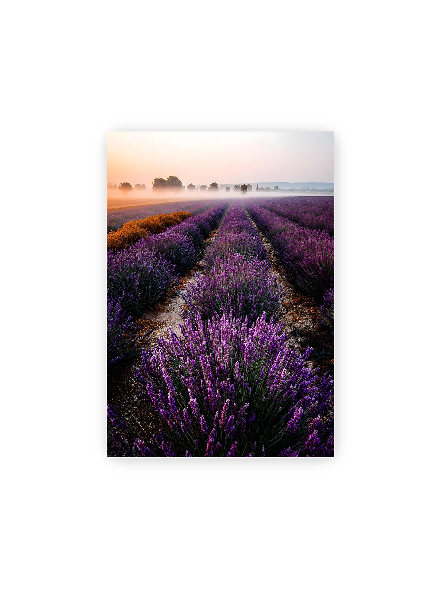 21x30 cm – Endloses Lavendelfeld in sanften Reihen mit violetten Blüten, umgeben von morgendlichem Licht.