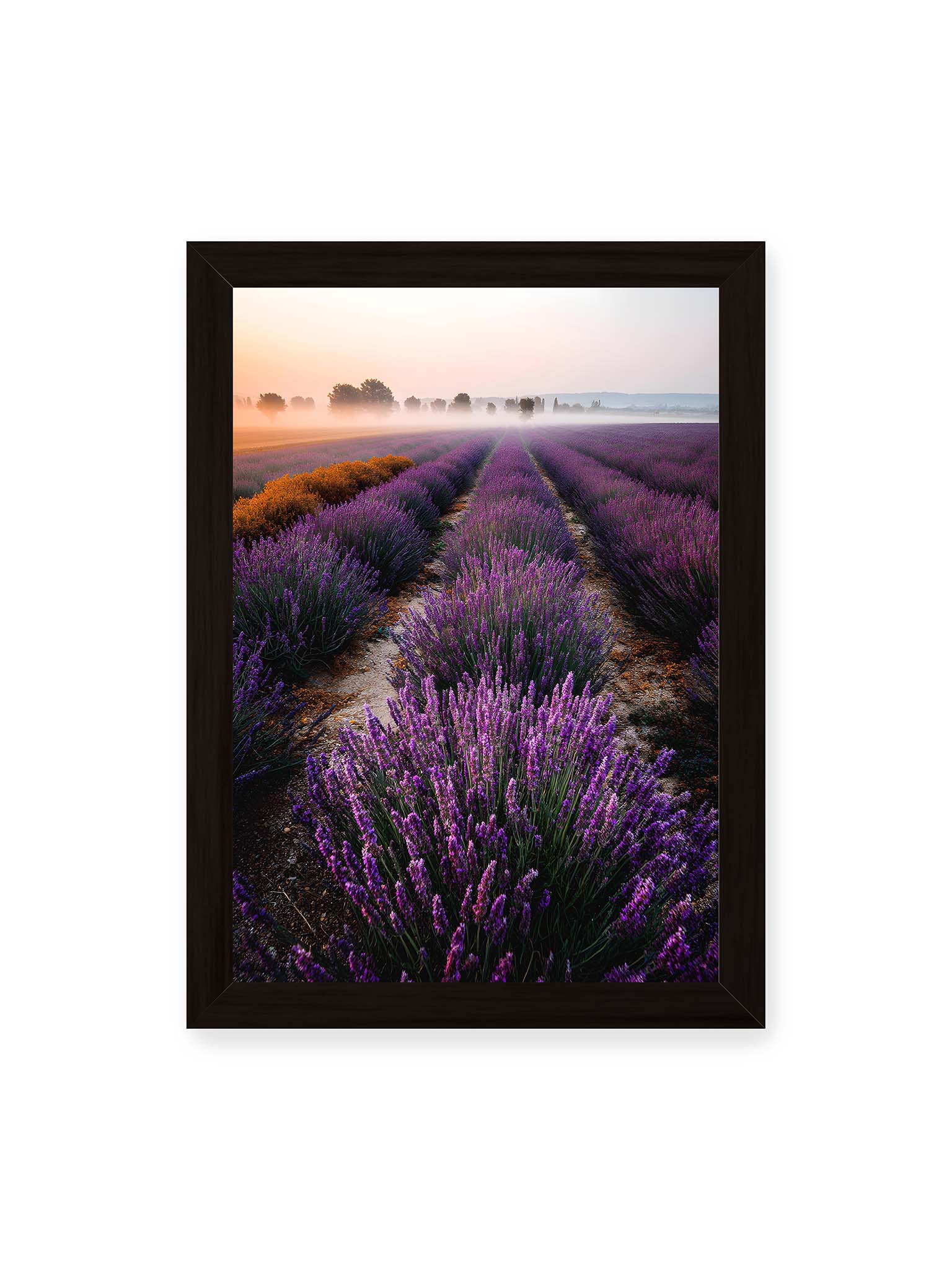 21x30 cm, schwarzer Rahmen – Endloses Lavendelfeld in sanften Reihen mit violetten Blüten, umgeben von morgendlichem Licht.