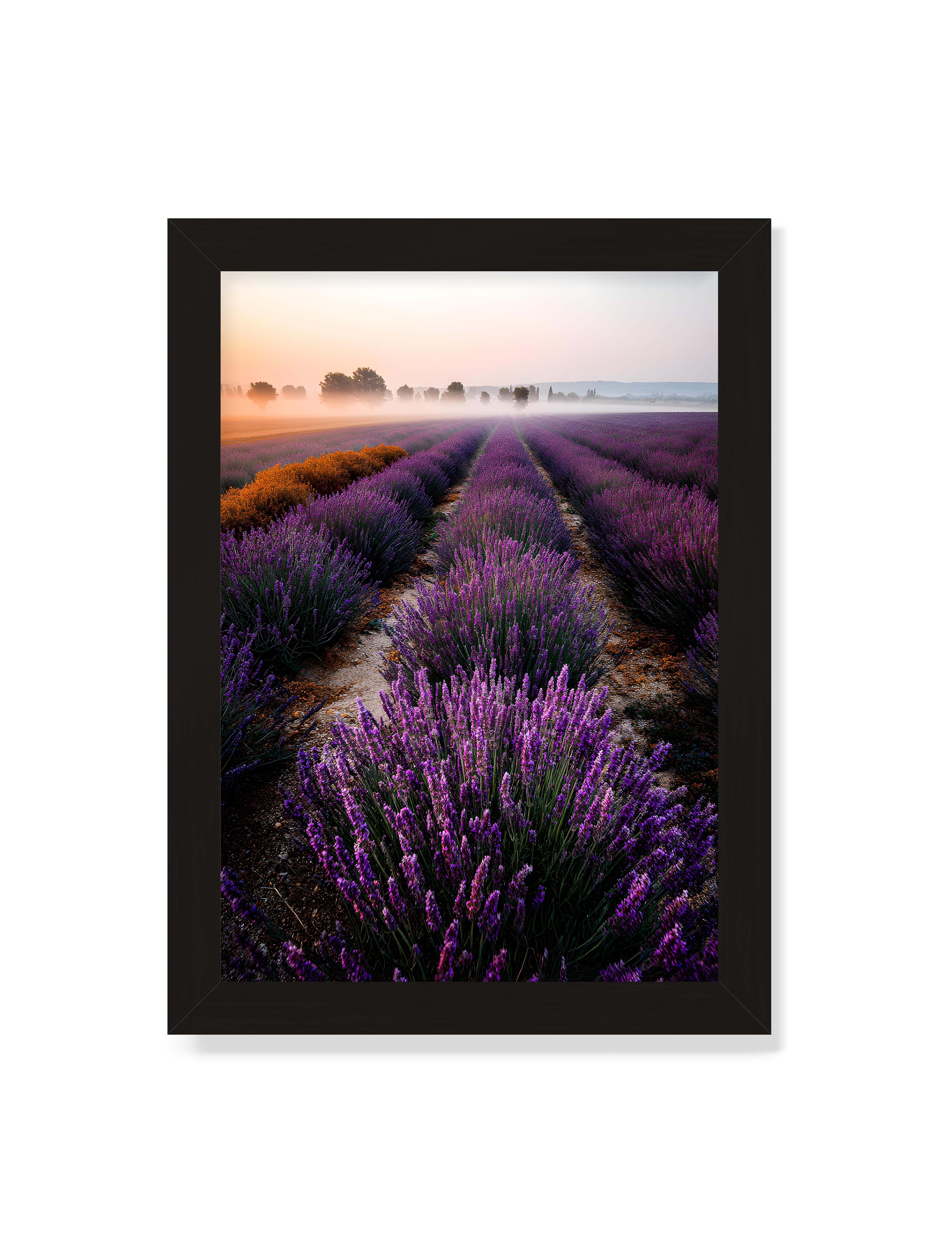 21x30 cm ohne Galerie-Rand mit schwarzem Rahmen – Endloses Lavendelfeld in sanften Reihen mit violetten Blüten, umgeben von morgendlichem Licht.