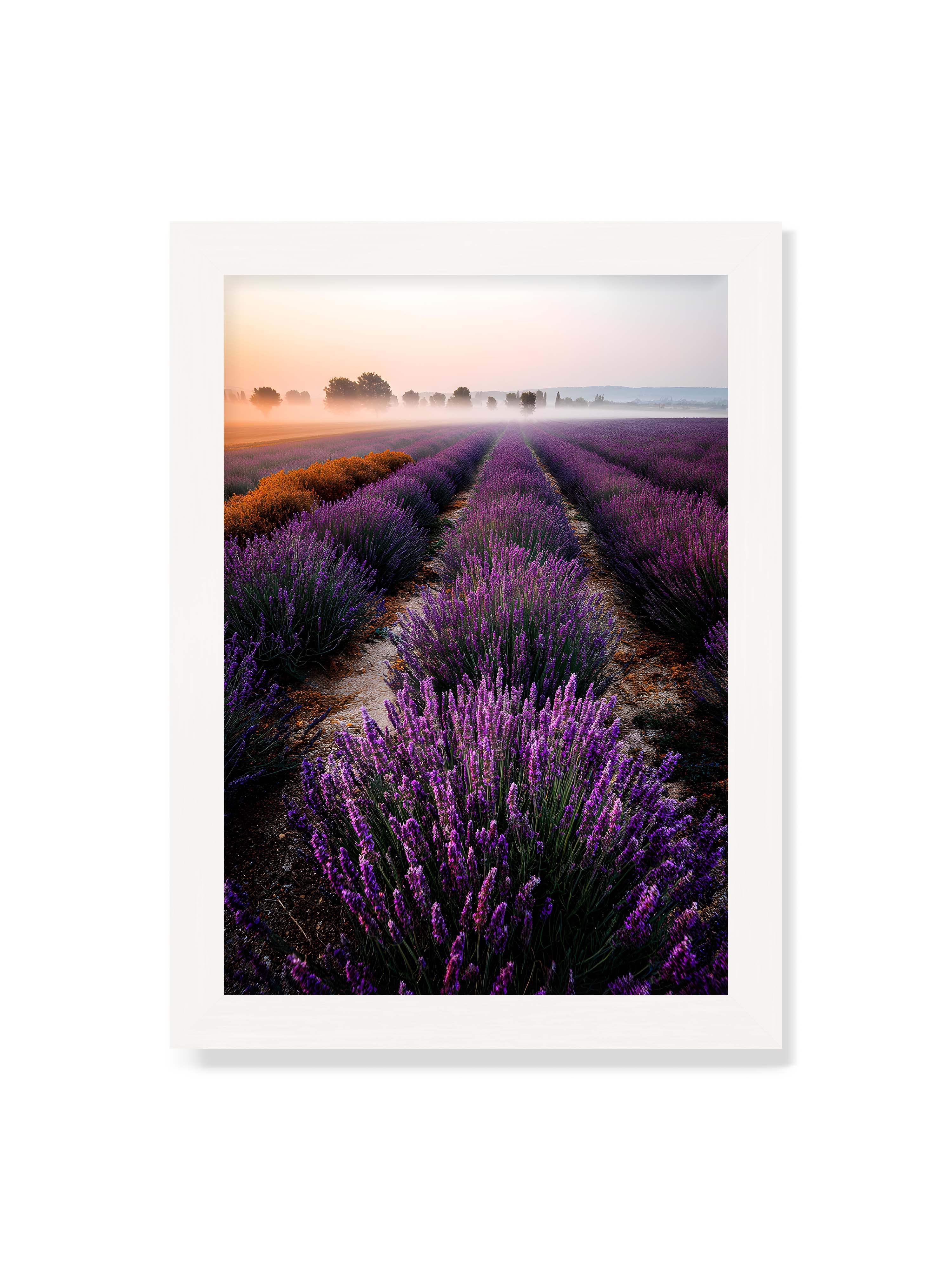 21x30 cm ohne Galerie-Rand mit weißem Rahmen – Endloses Lavendelfeld in sanften Reihen mit violetten Blüten, umgeben von morgendlichem Licht.