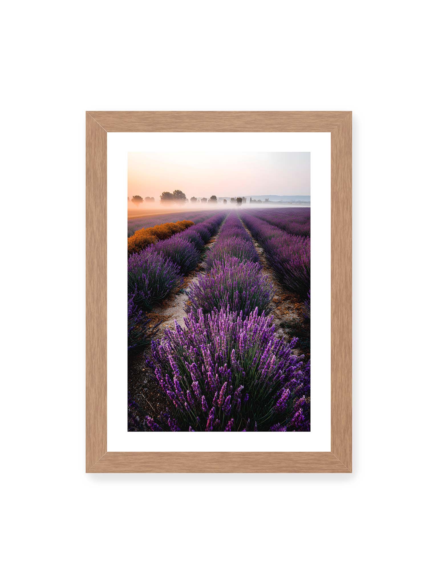 21x30 cm, weißer Galerie-Rand, Eichenrahmen – Endloses Lavendelfeld in sanften Reihen mit violetten Blüten, umgeben von morgendlichem Licht.