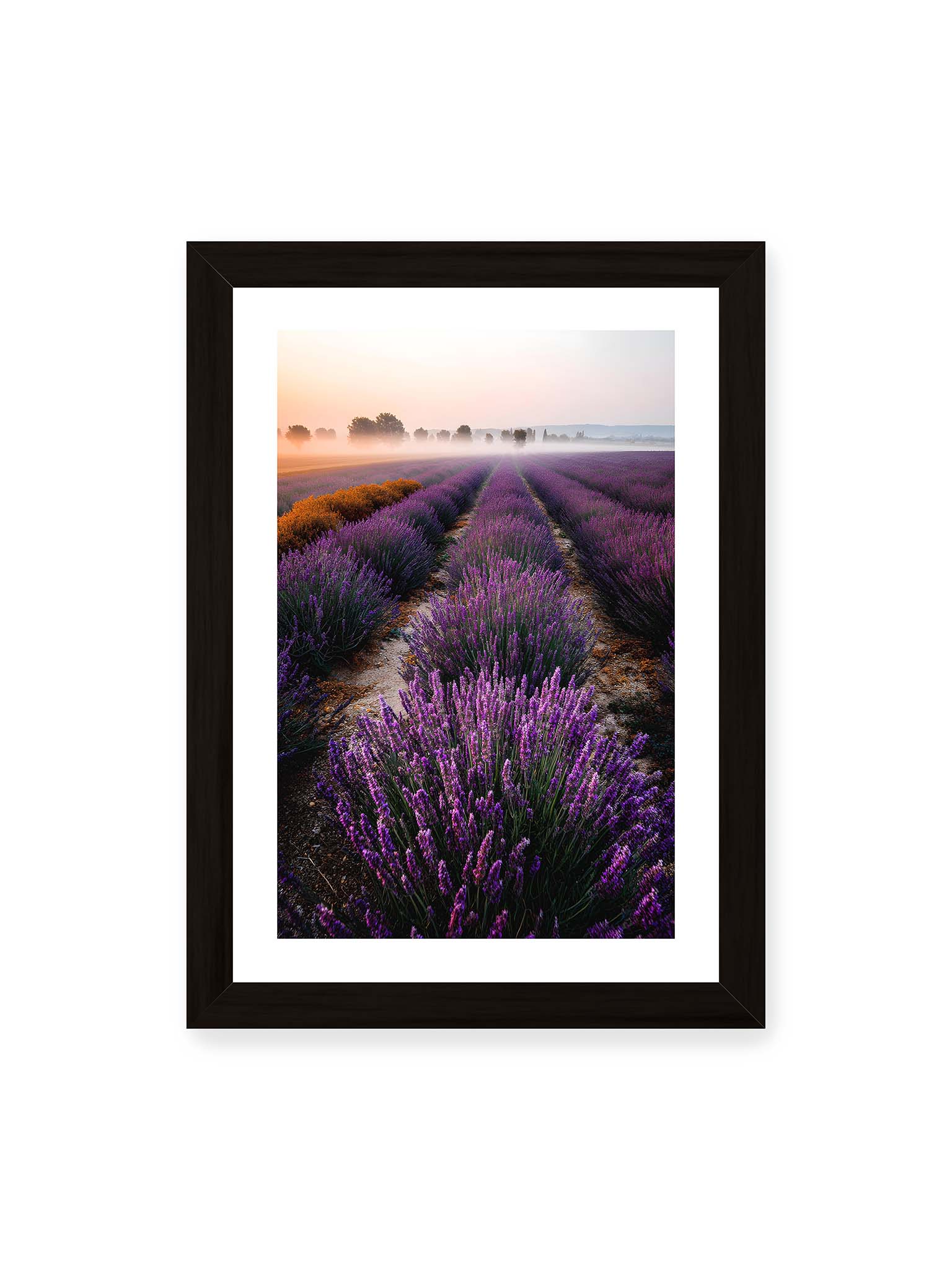 21x30 cm, weißer Galerie-Rand, schwarzer Rahmen – Endloses Lavendelfeld in sanften Reihen mit violetten Blüten, umgeben von morgendlichem Licht.