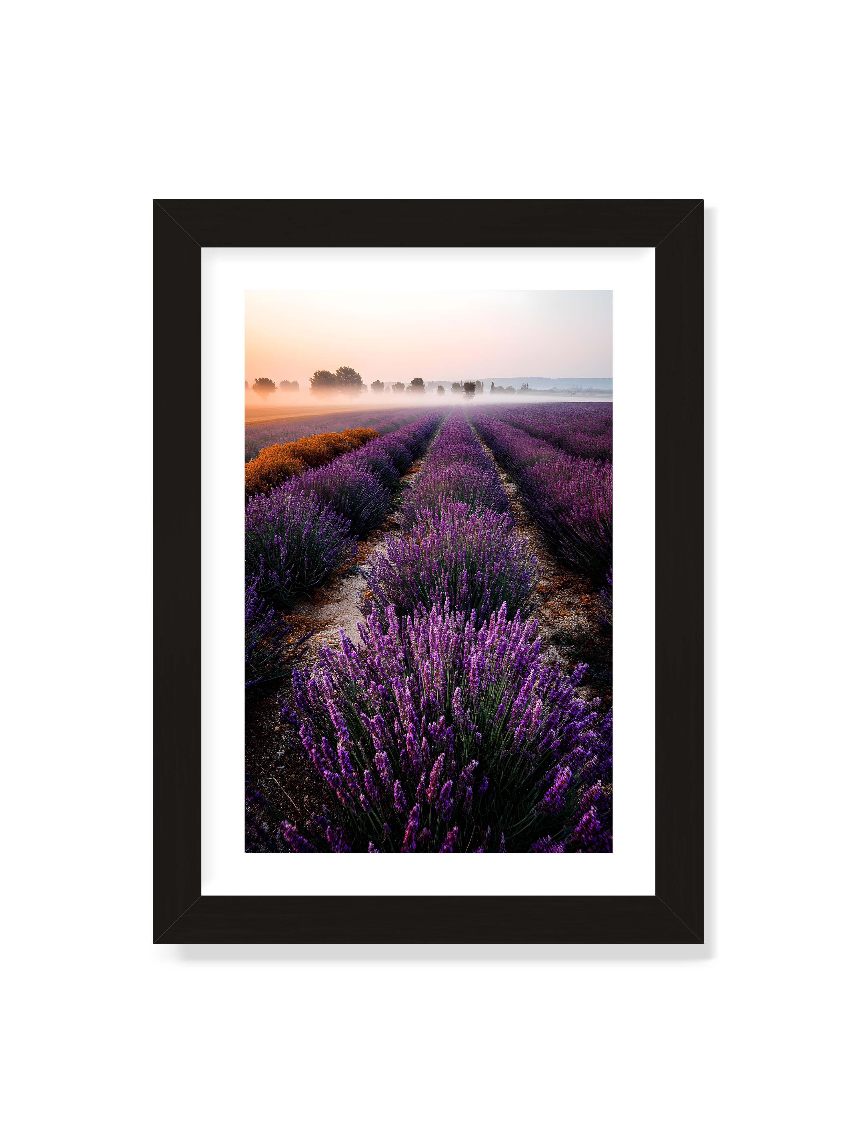 21x30 cm mit weißem Galerie-Rand mit schwarzem Rahmen – Endloses Lavendelfeld in sanften Reihen mit violetten Blüten, umgeben von morgendlichem Licht.