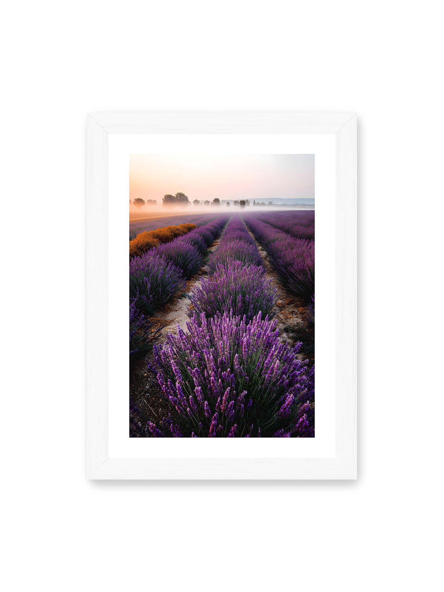 21x30 cm, weißer Galerie-Rand, weißer Rahmen – Endloses Lavendelfeld in sanften Reihen mit violetten Blüten, umgeben von morgendlichem Licht.
