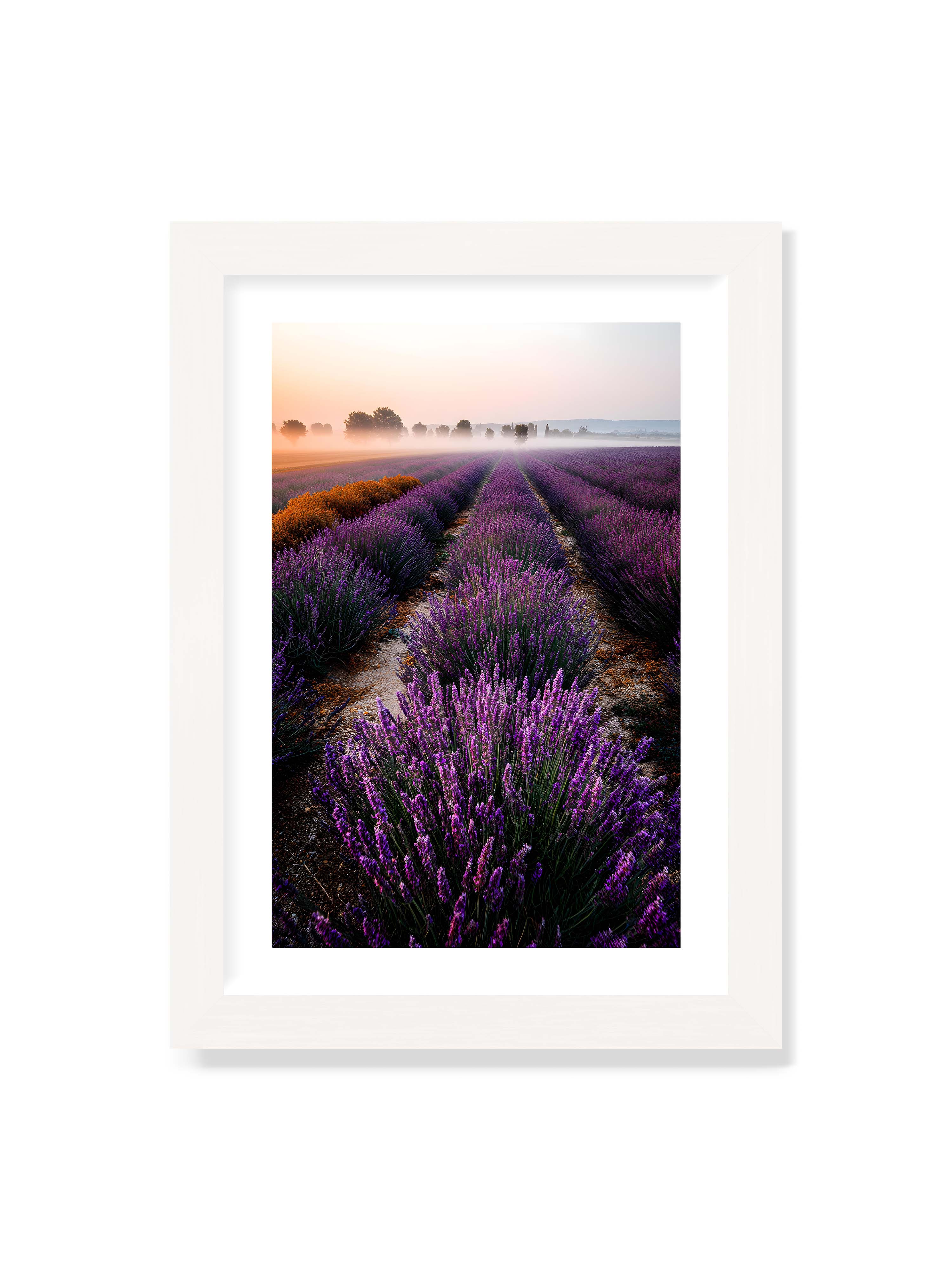 21x30 cm mit weißem Galerie-Rand mit weißem Rahmen – Endloses Lavendelfeld in sanften Reihen mit violetten Blüten, umgeben von morgendlichem Licht.